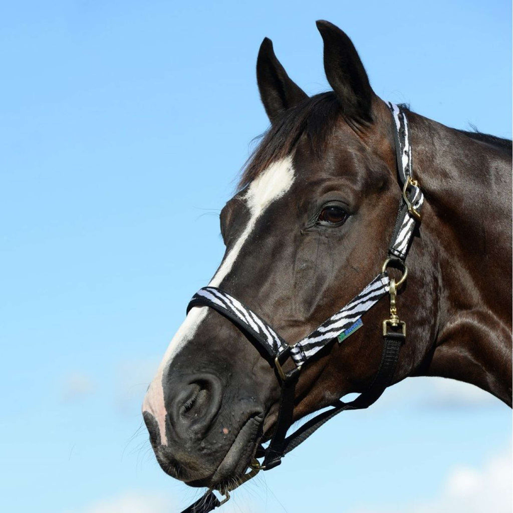 Bucas Halter Dublin Foal Zebra