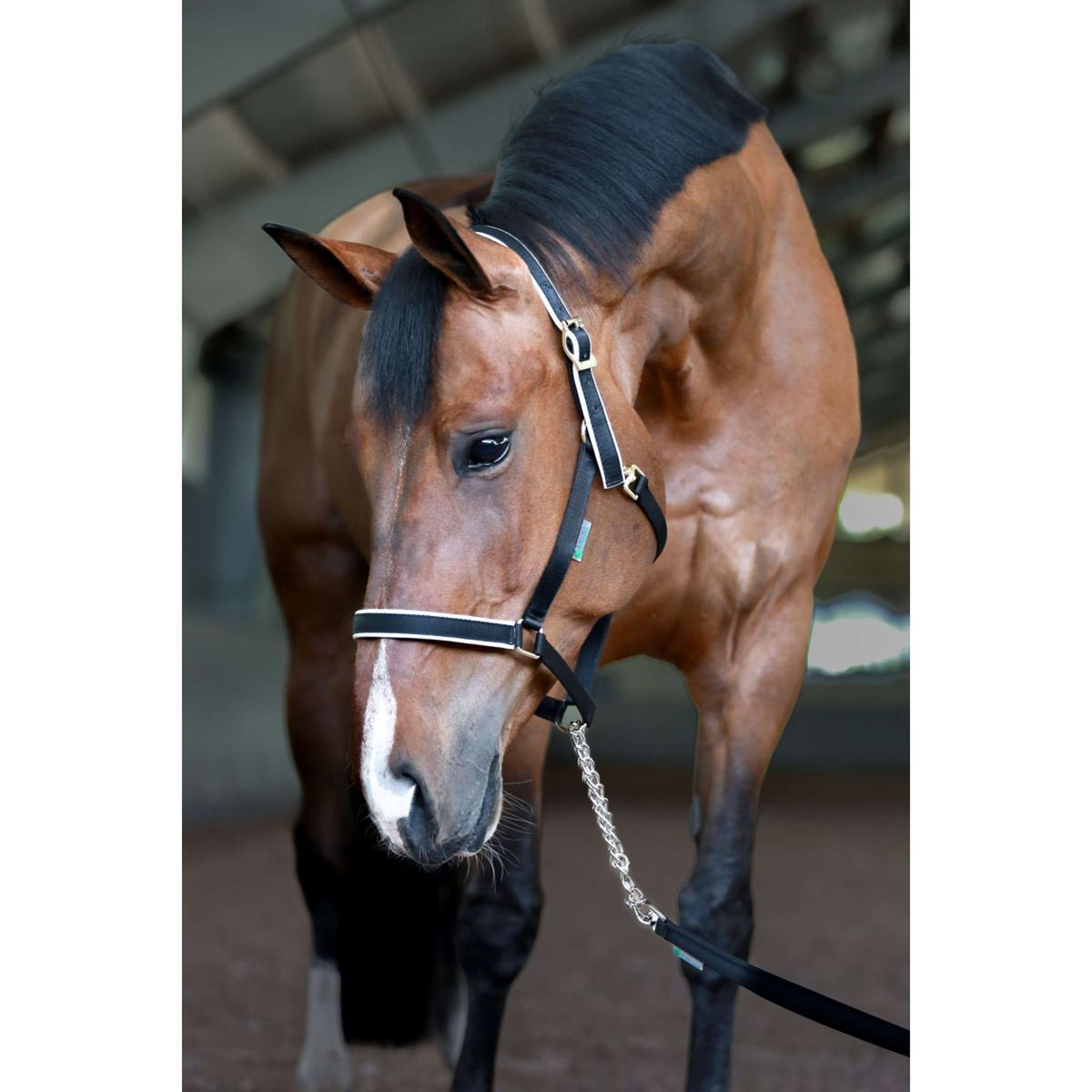 Bucas Stallion Chain Lead Black/Silver