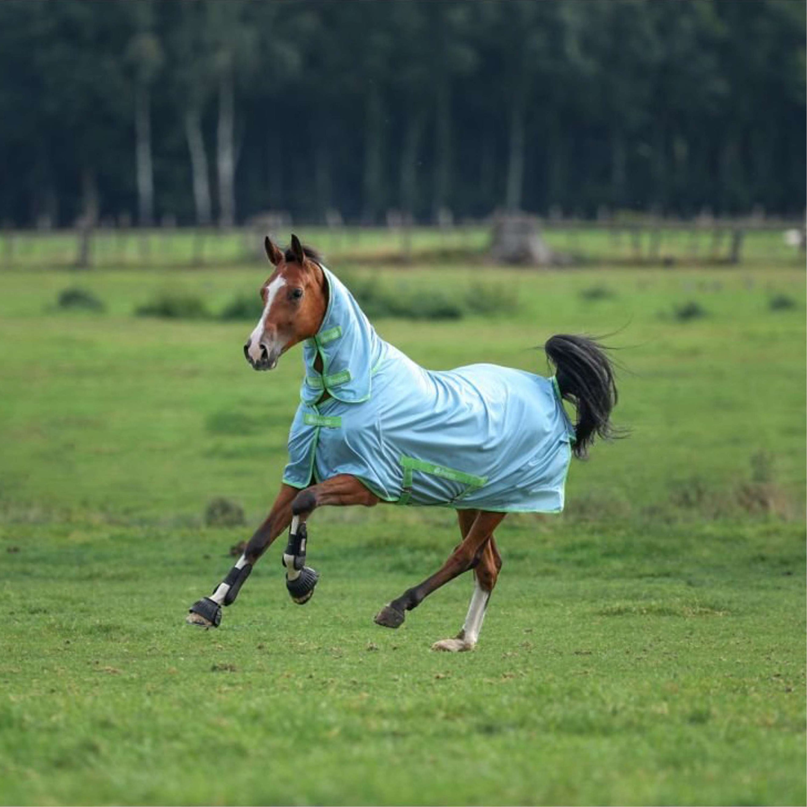 Bucas Freedom Fly Rug Cool Blue