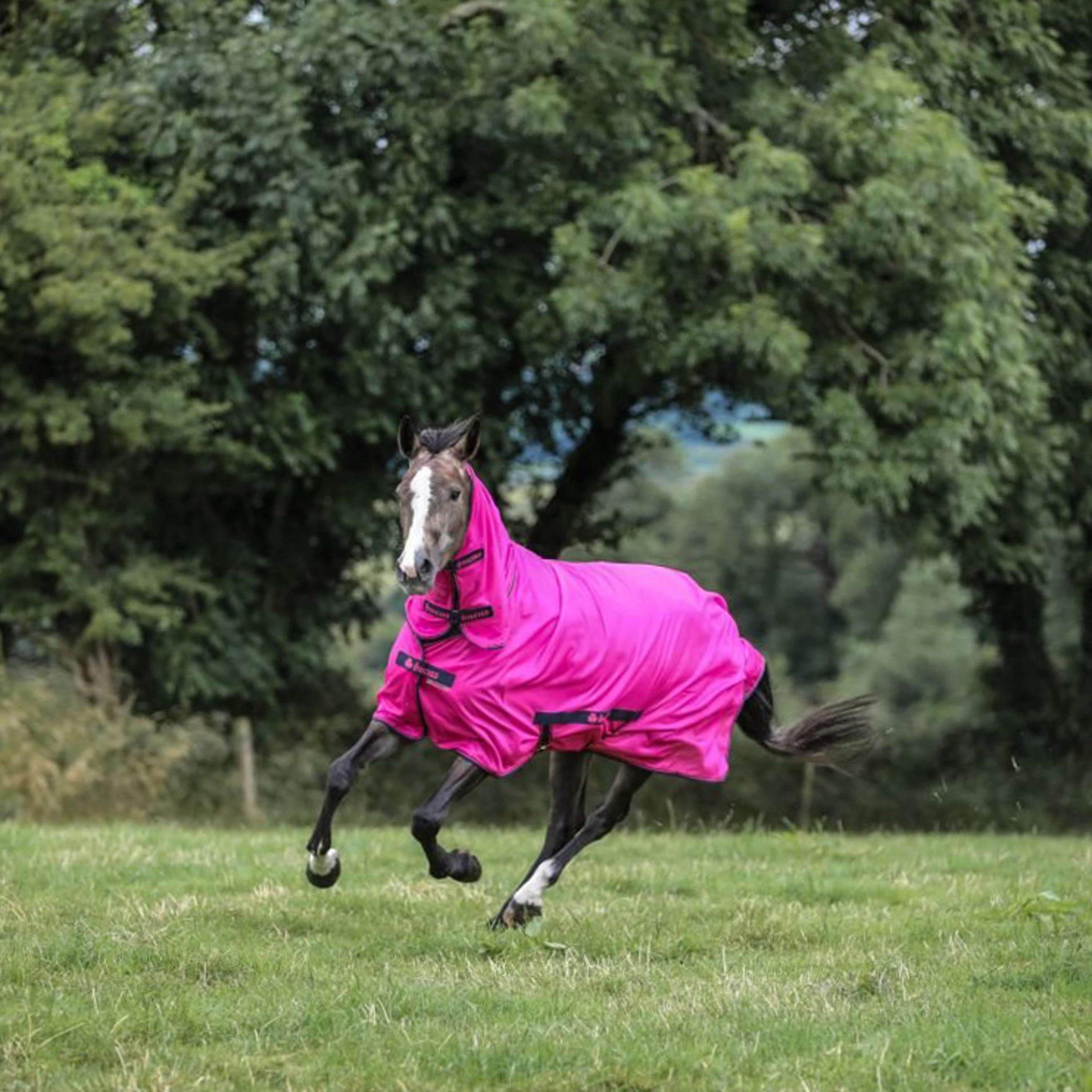 Bucas Freedom Fly Rug Fuchsia