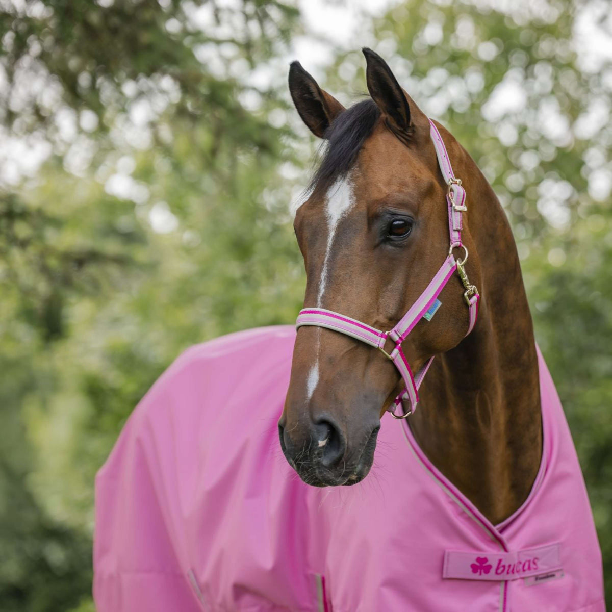 Bucas Halter Dublin Foal Aurora Pink