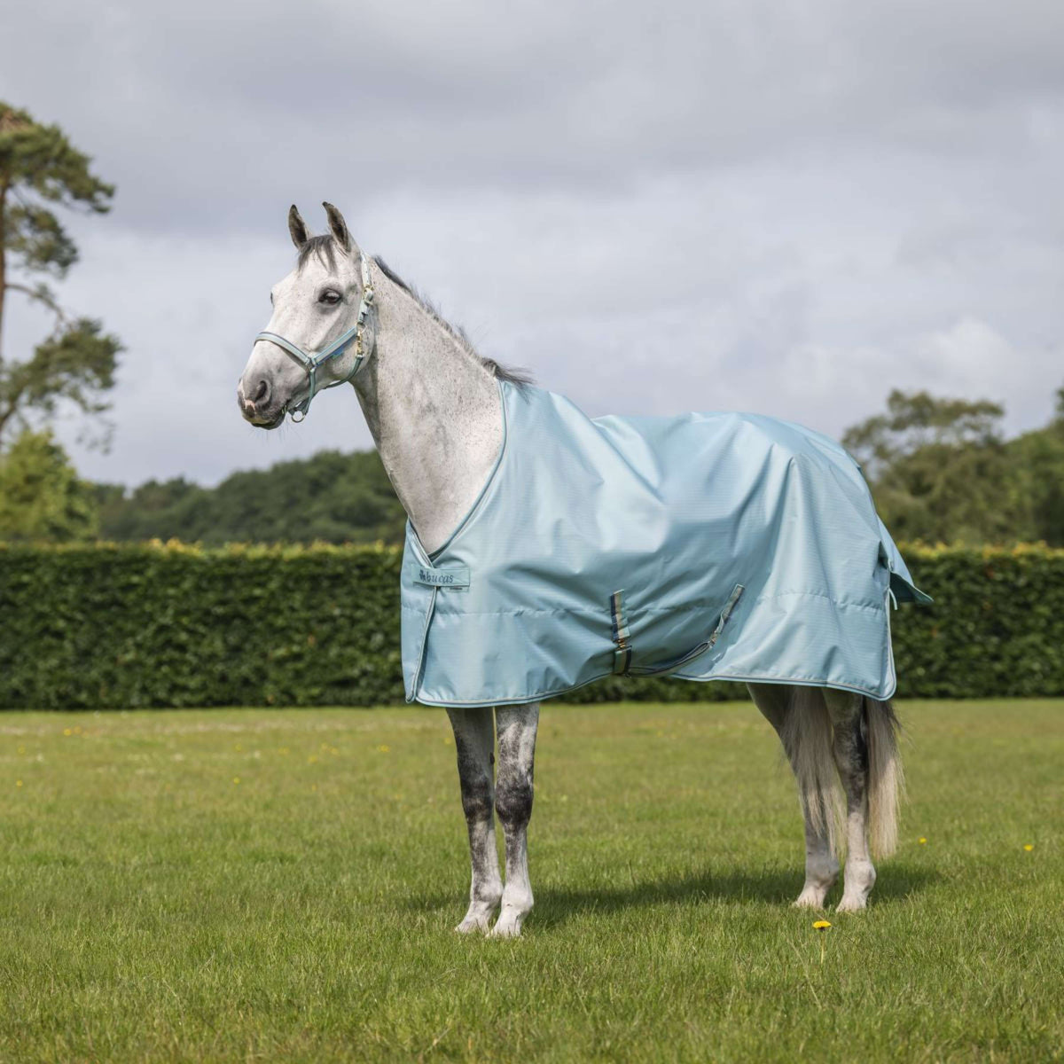 Bucas Halter Dublin Turquoise