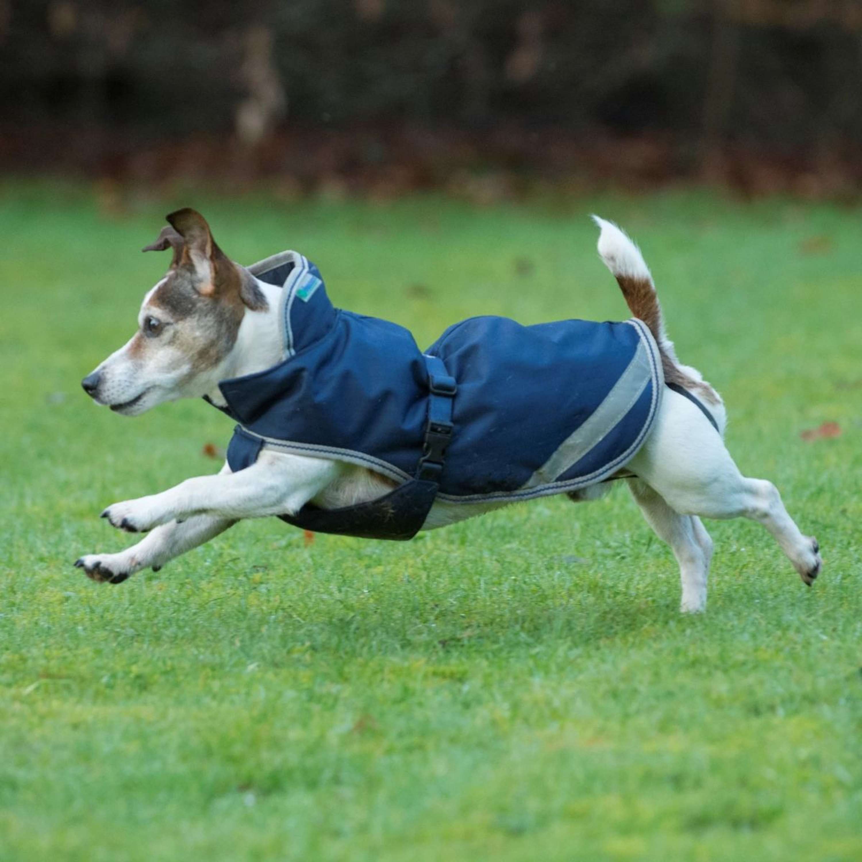 Bucas Freedom Dog Rug 150g Navy