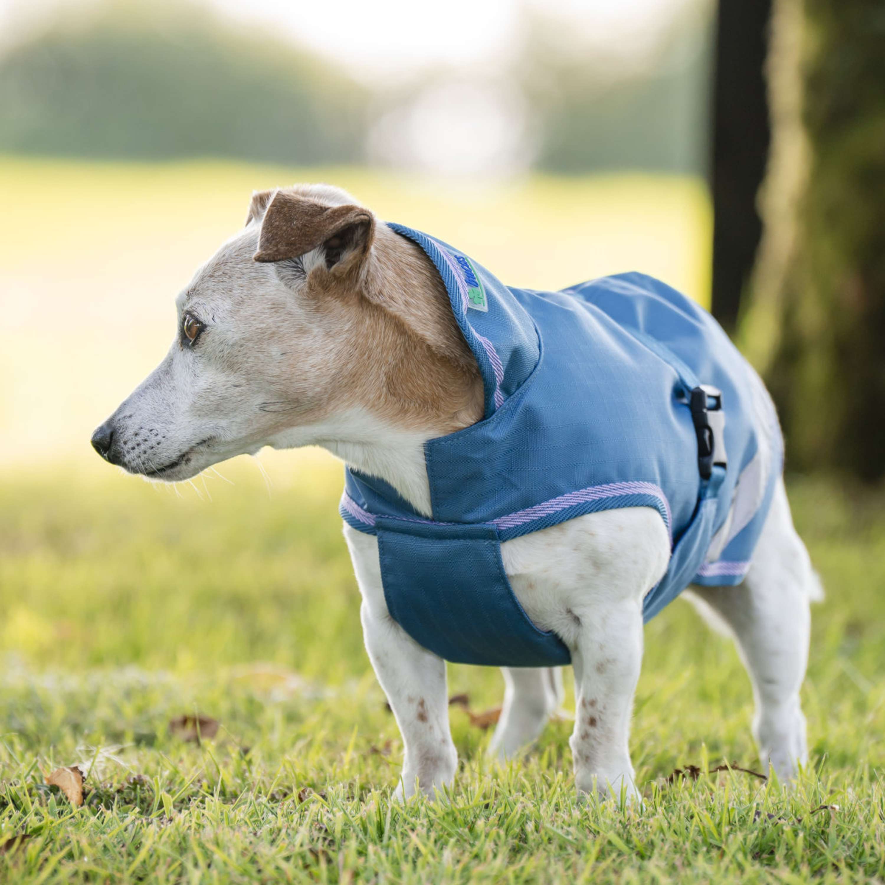 Bucas Freedom Dog Rug 300g Blueberry