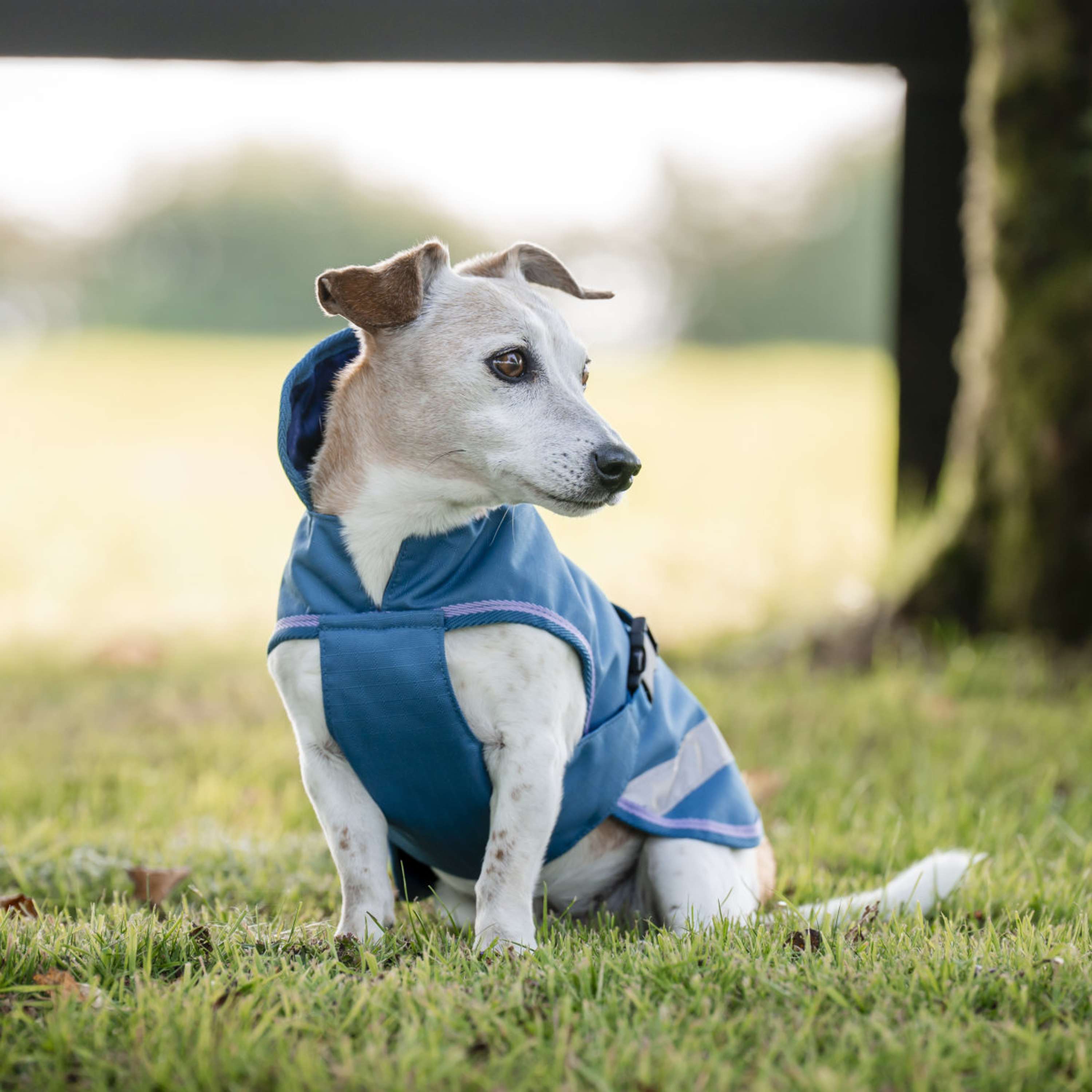 Bucas Freedom Dog Rug 300g Blueberry