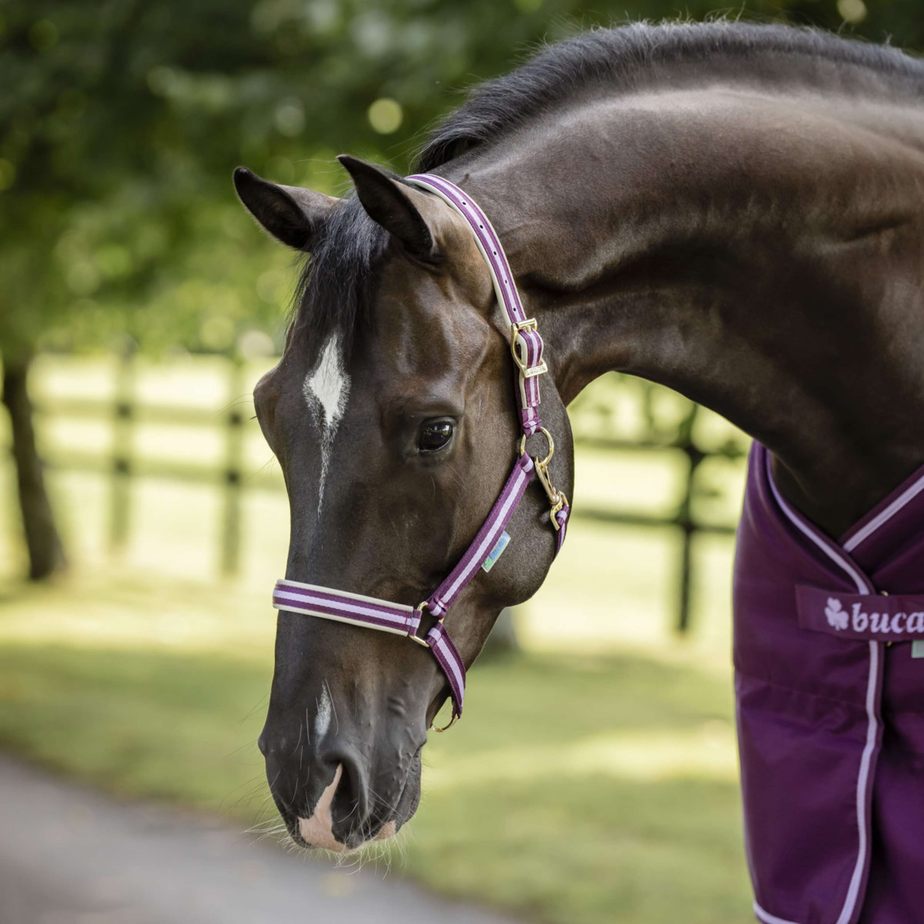 Bucas Halter Dublin Foal Blackberry