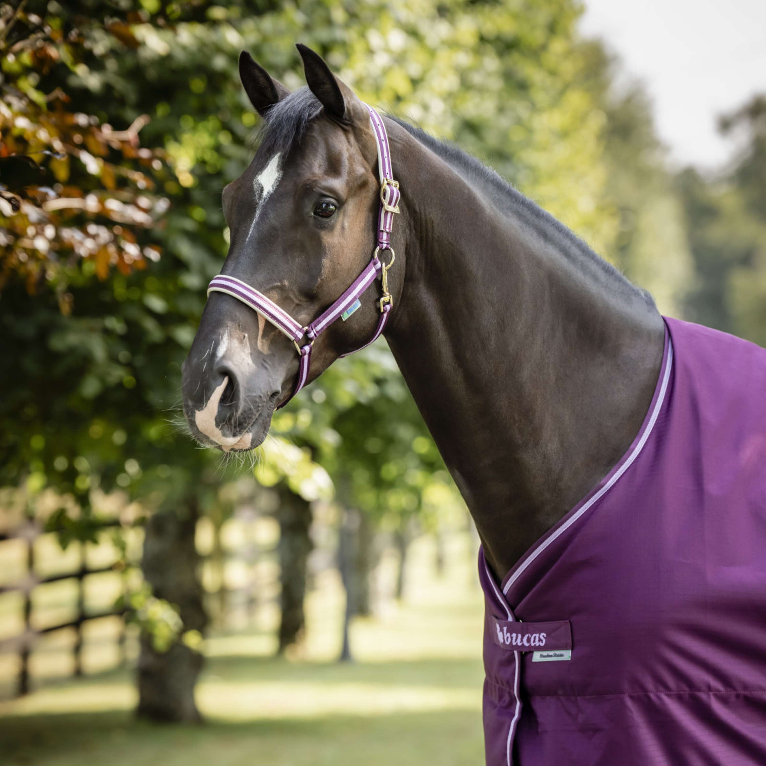Bucas Halter Dublin Foal Blackberry