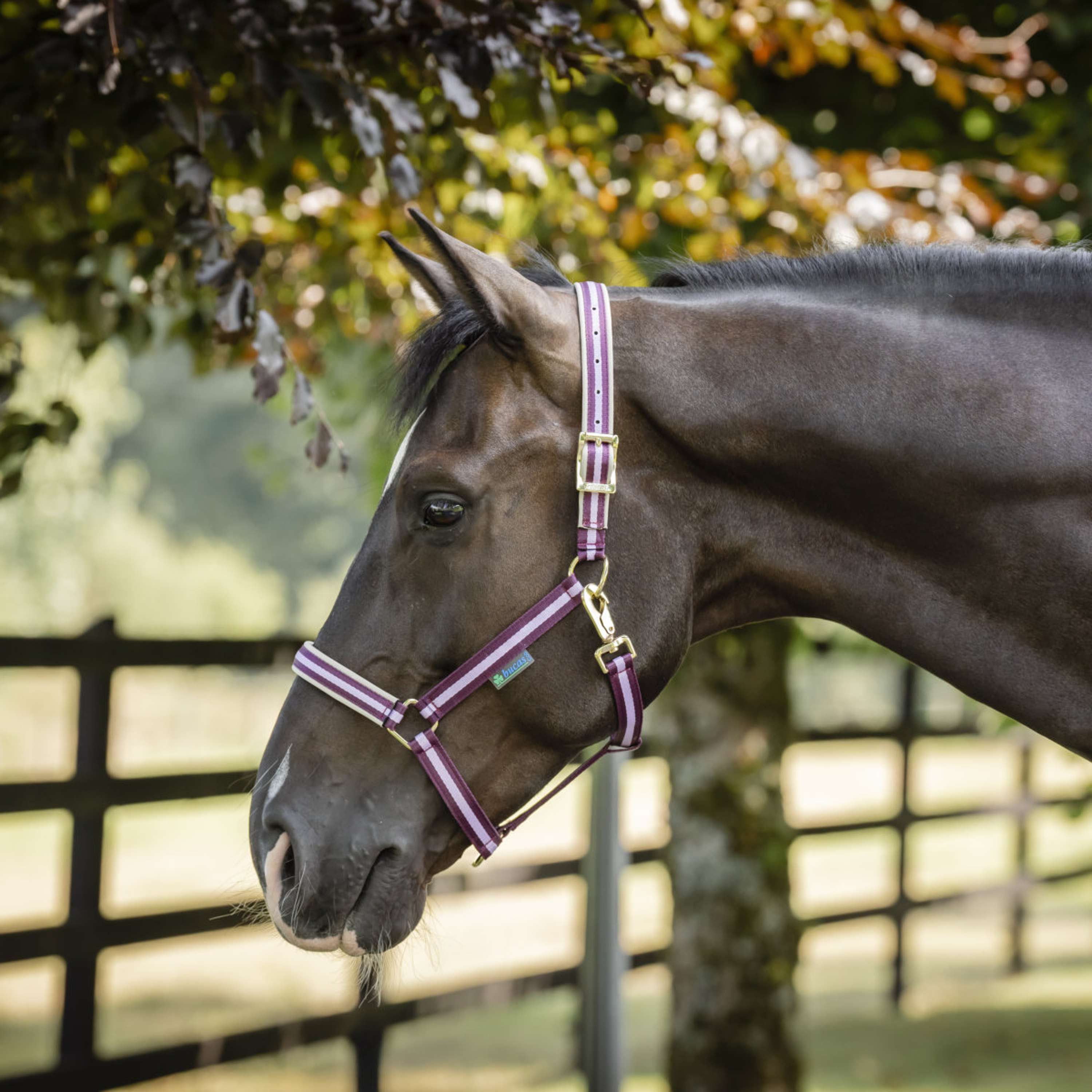 Bucas Halter Dublin Blackberry