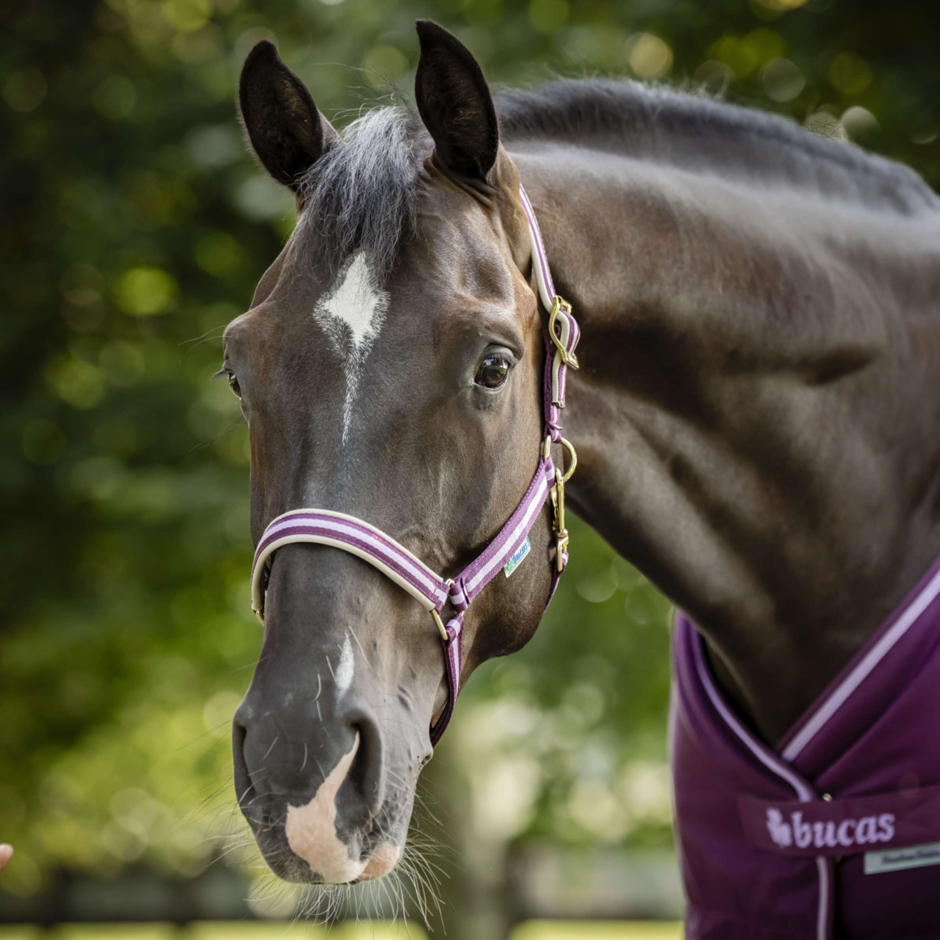 Bucas Halter Dublin Blackberry
