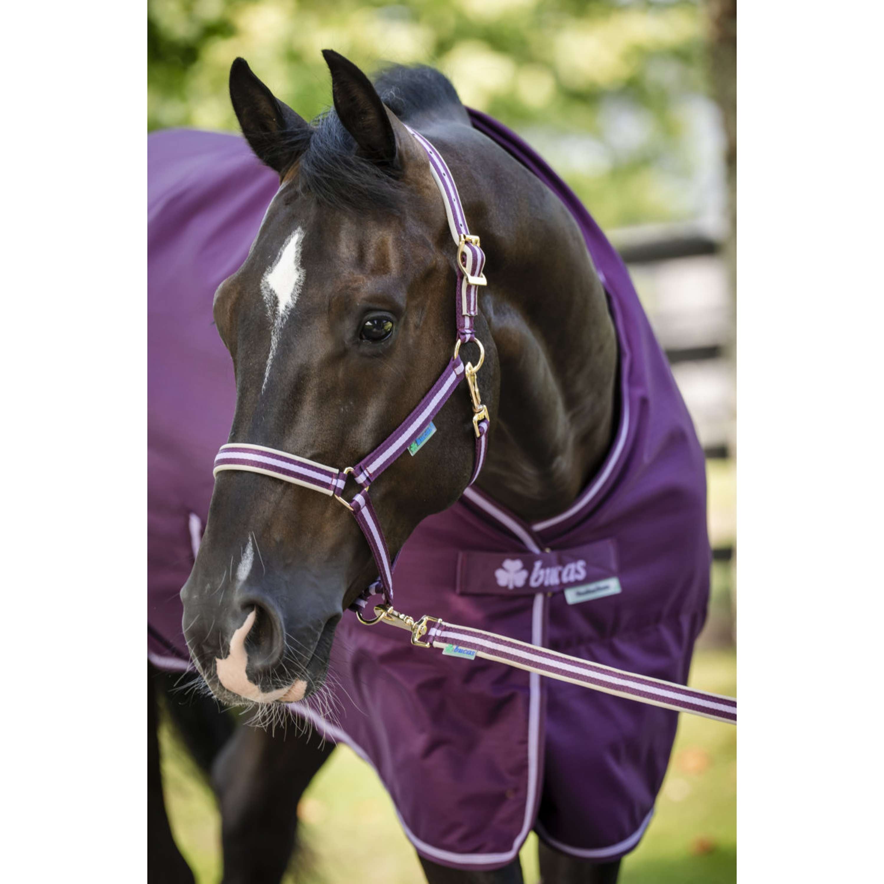 Bucas Halter Dublin Foal Blackberry