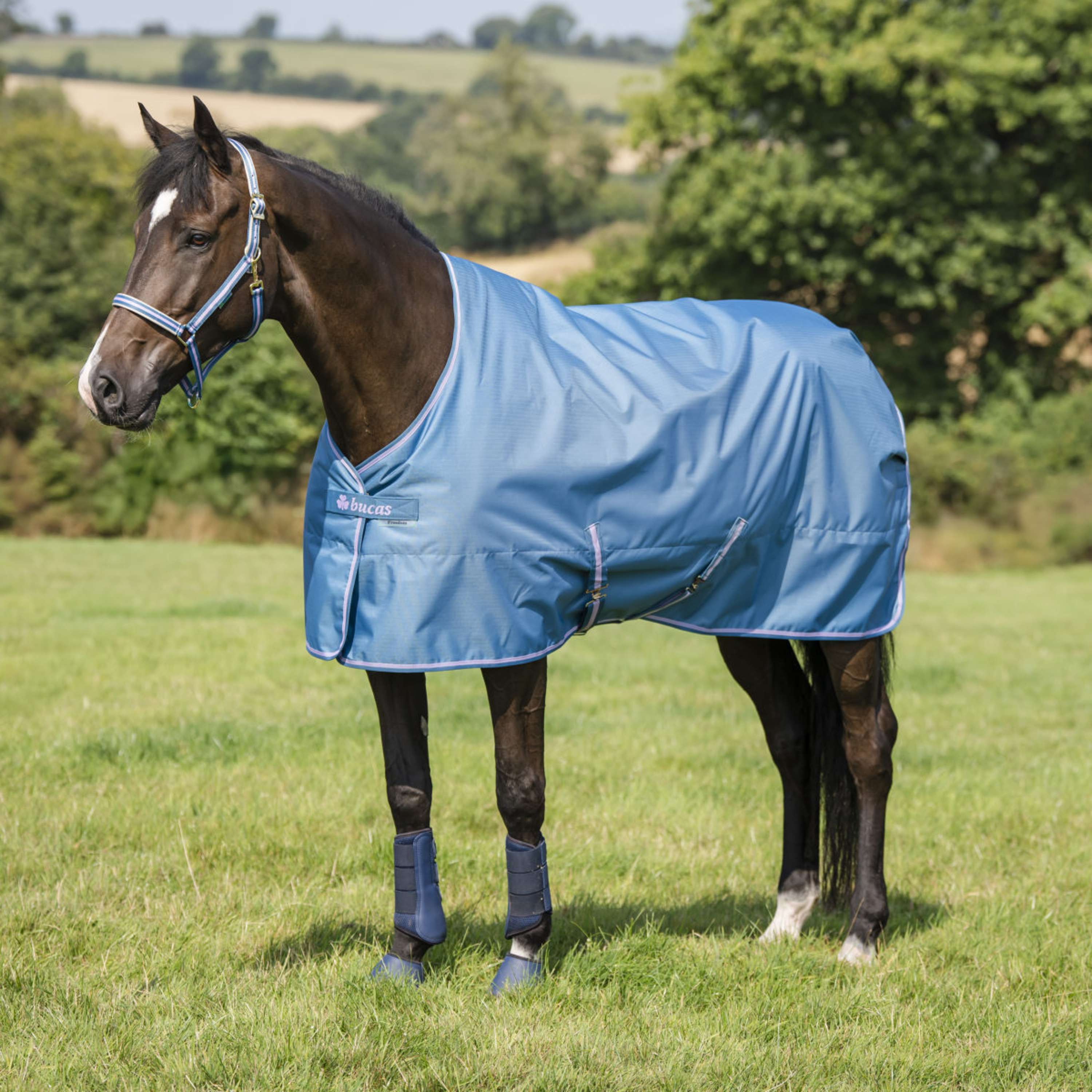 Bucas Halter Dublin Blueberry