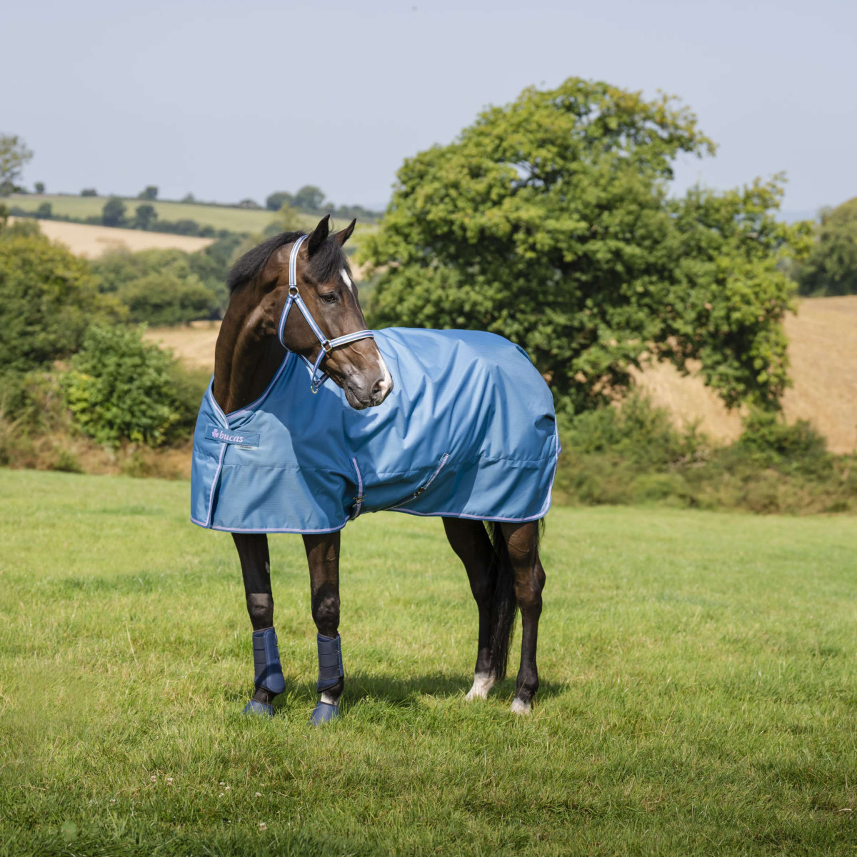 Bucas Halter Dublin Foal Blueberry