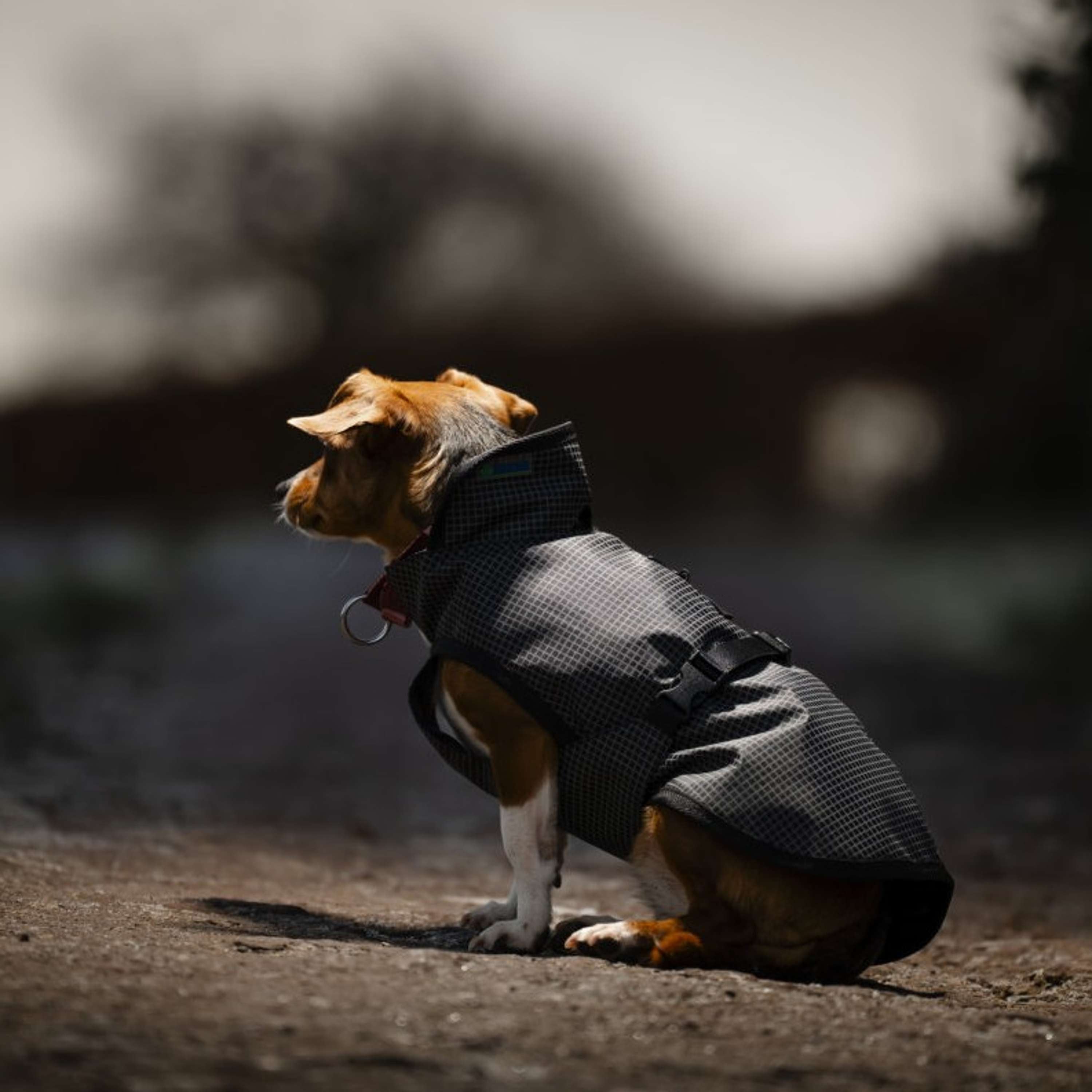 Bucas Dog Rug Reflectglow Reflectglow