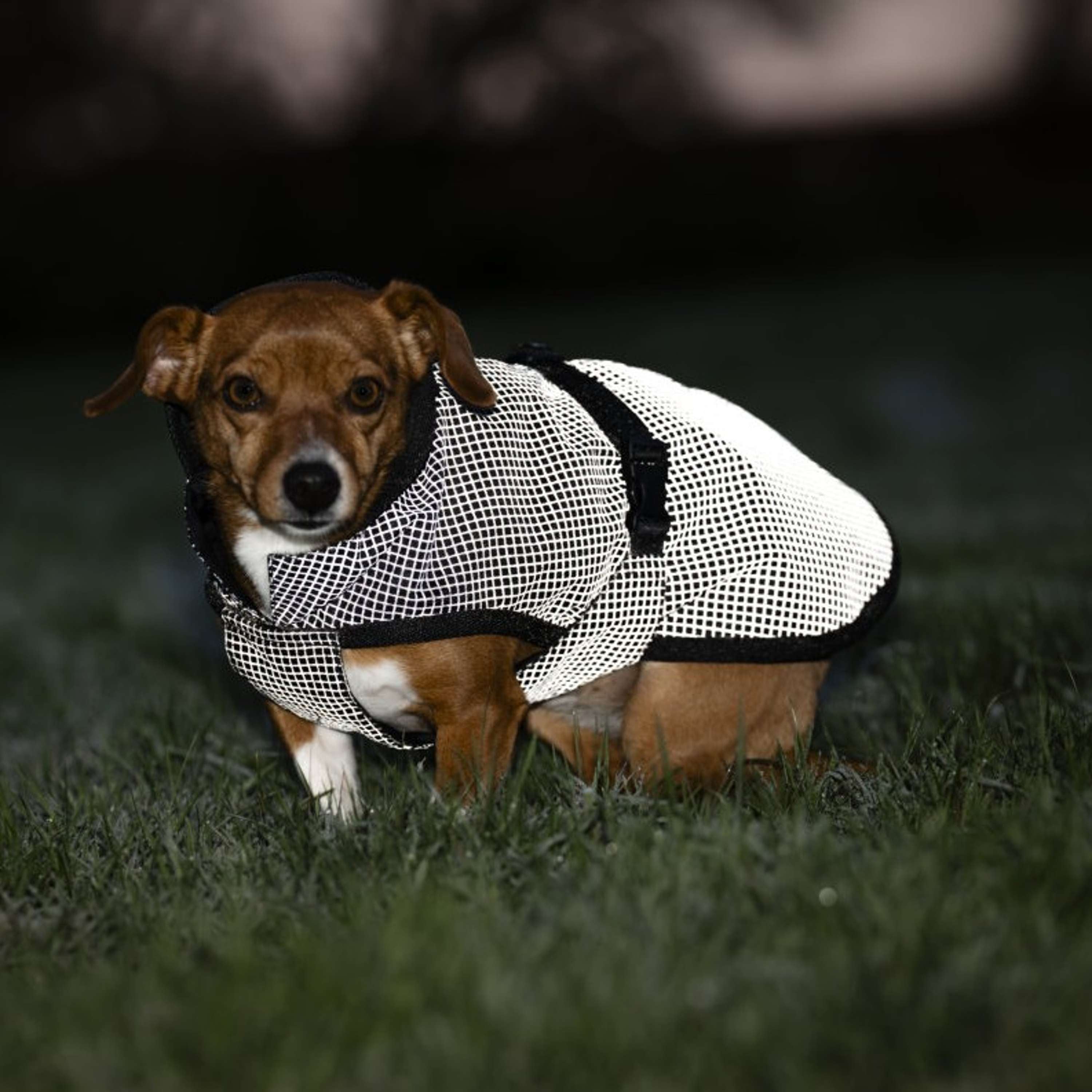 Bucas Dog Rug Reflectglow Reflectglow