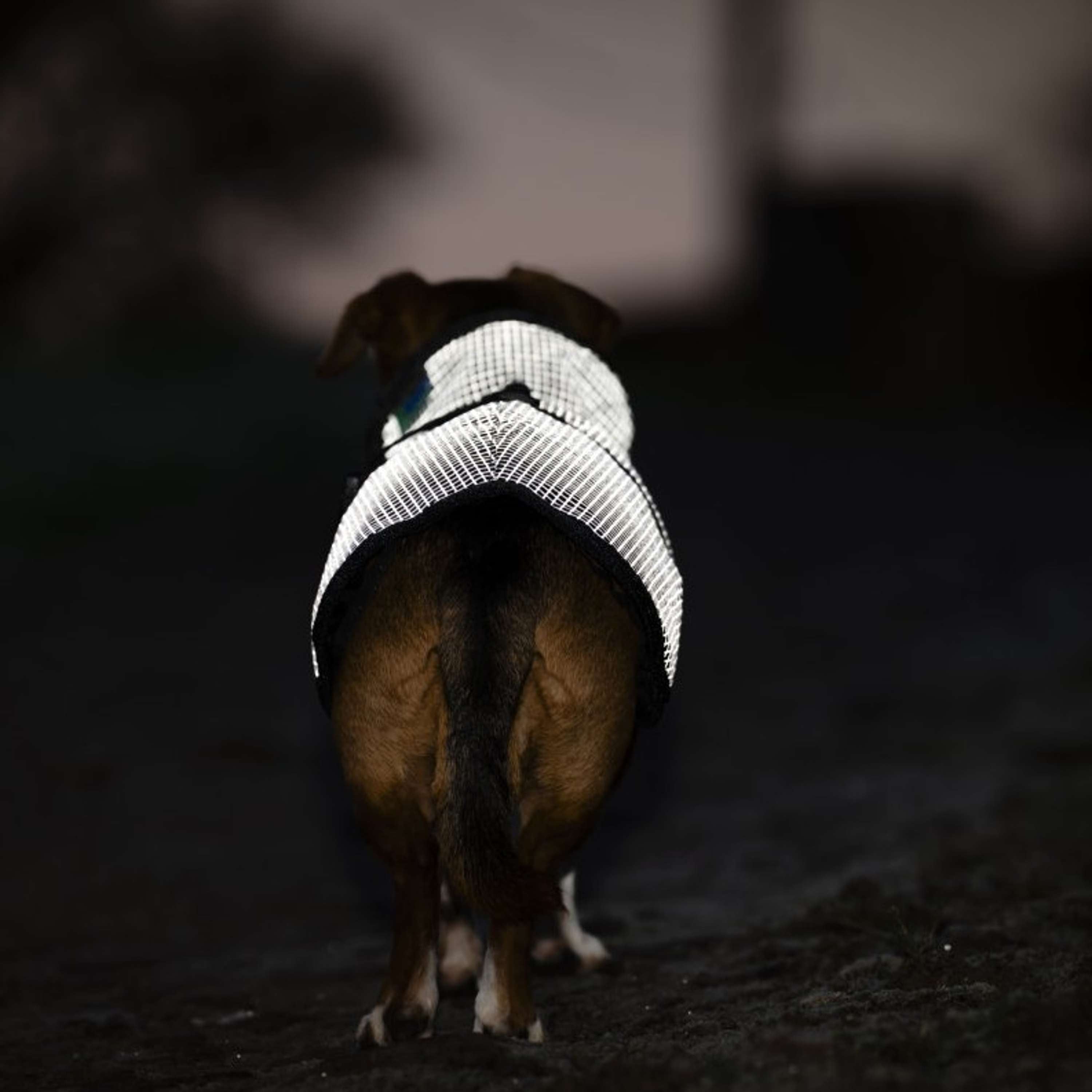 Bucas Dog Rug Reflectglow Reflectglow