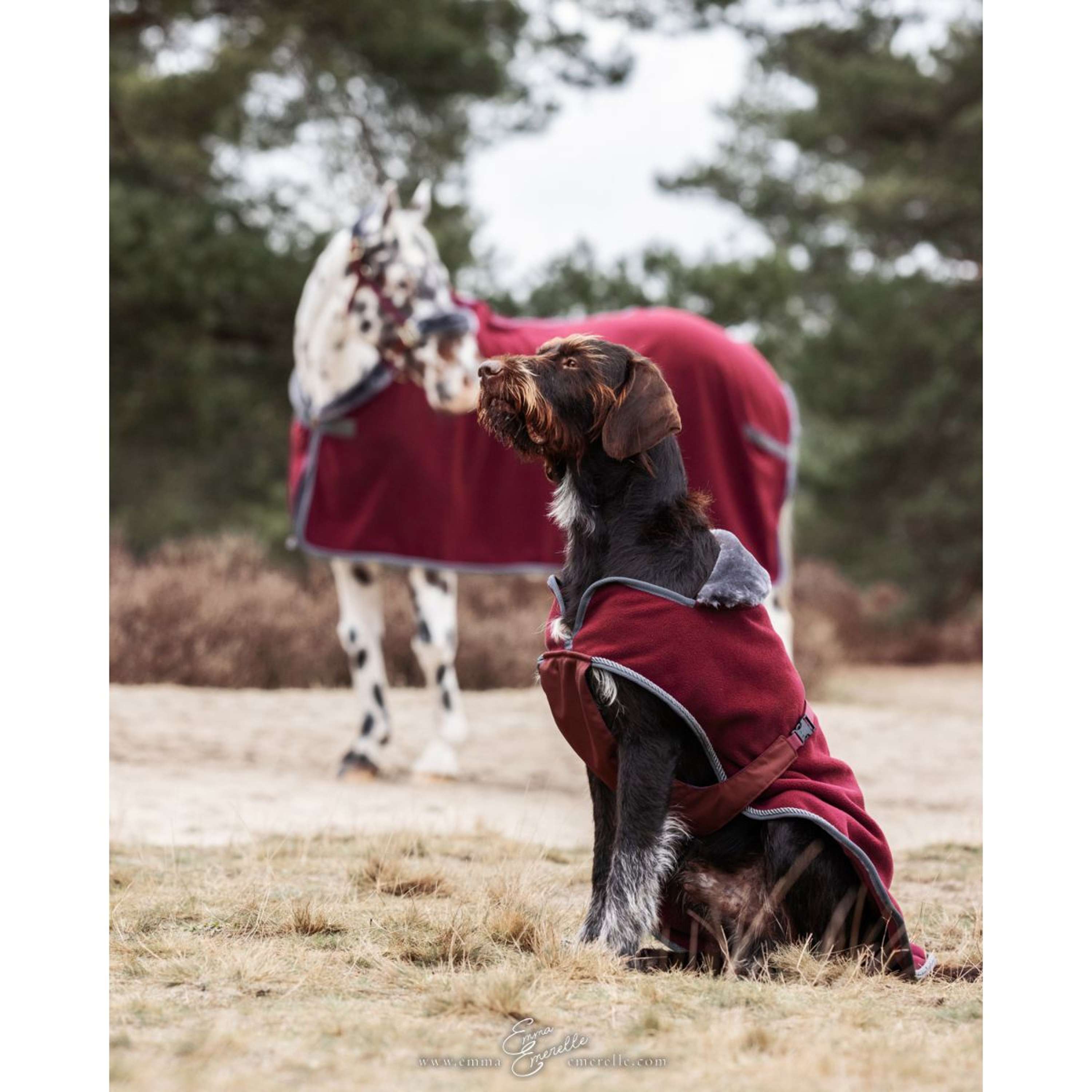 Bucas Dog Rug Show-Line Burgundy/Grey