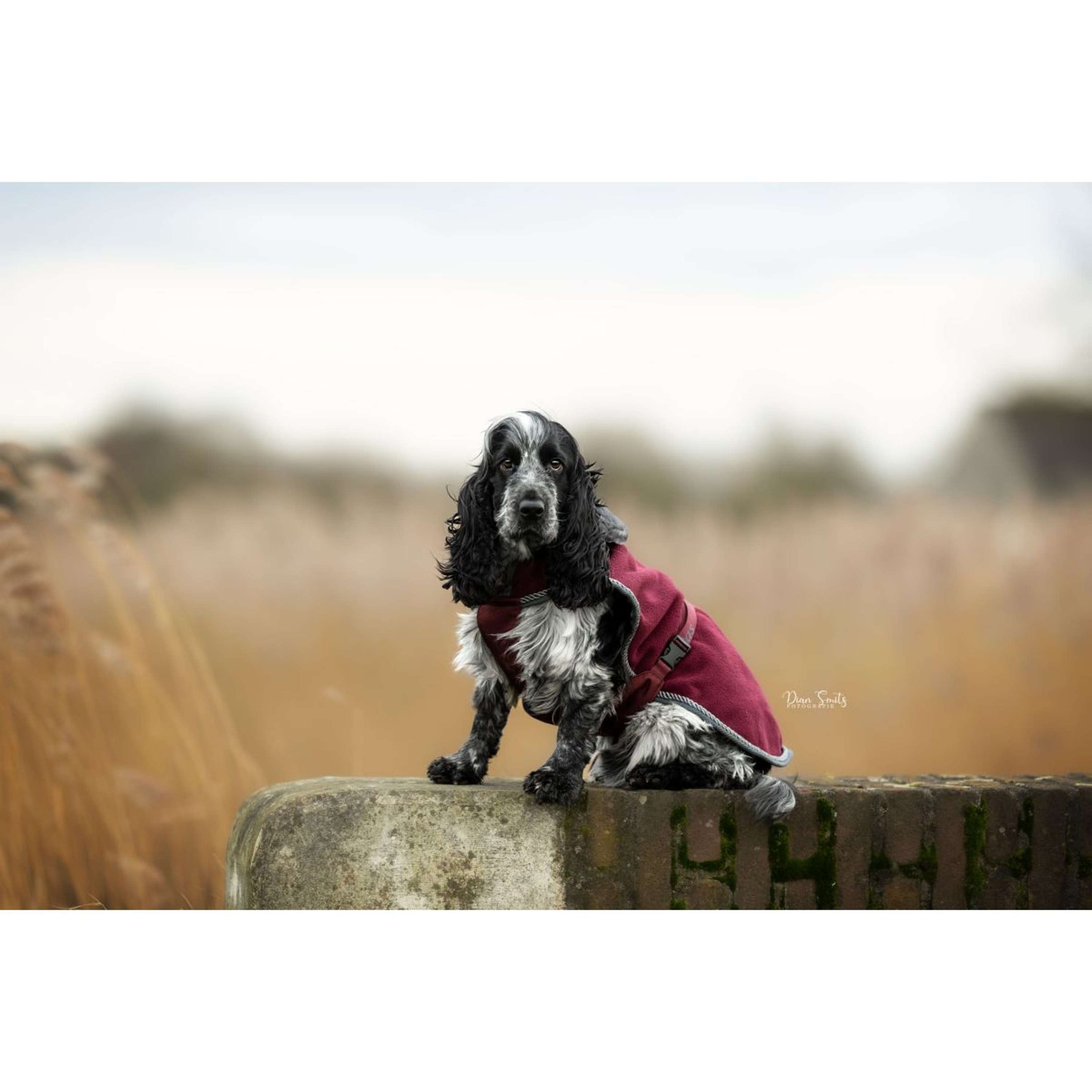 Bucas Dog Rug Show-Line Burgundy/Grey