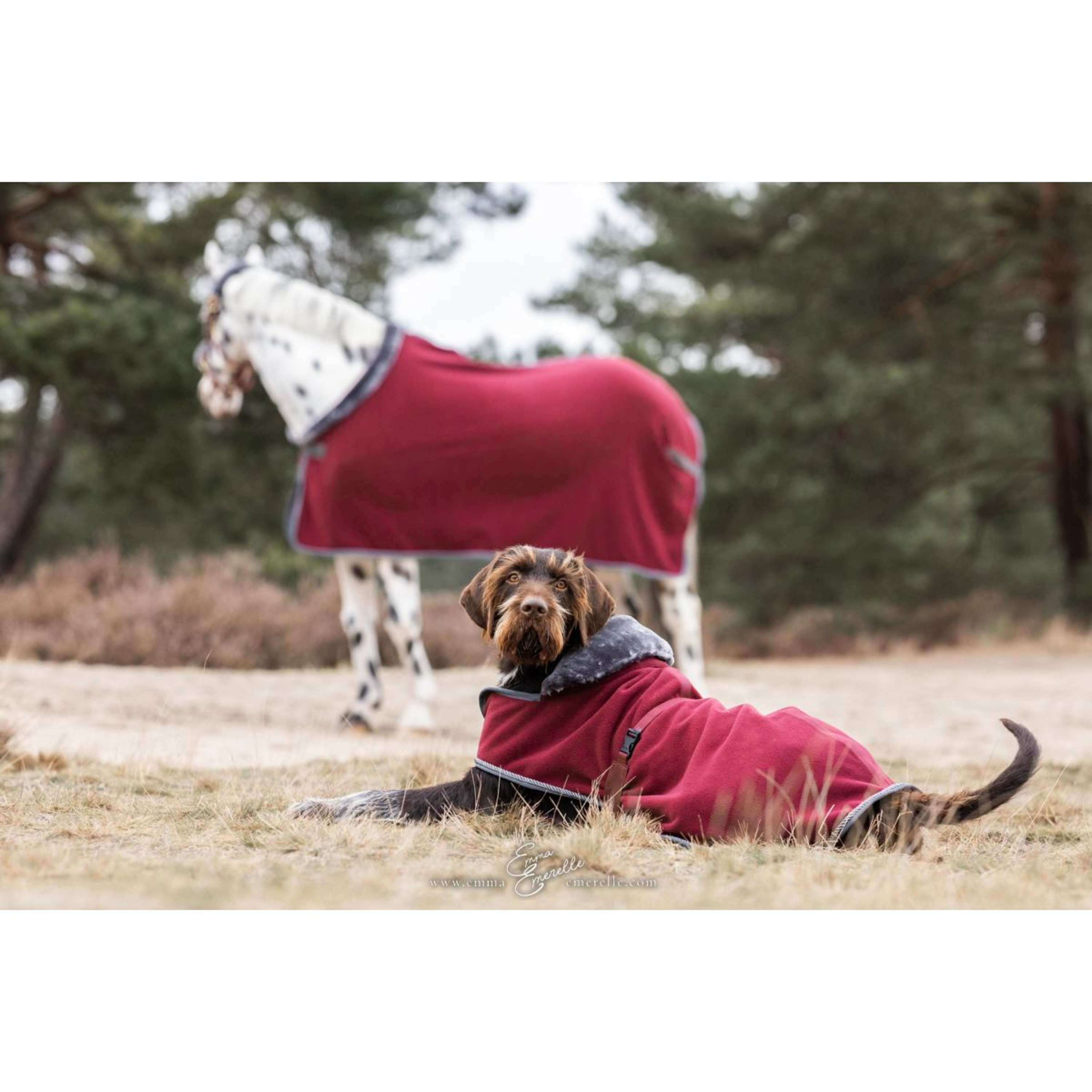 Bucas Dog Rug Show-Line Burgundy/Grey