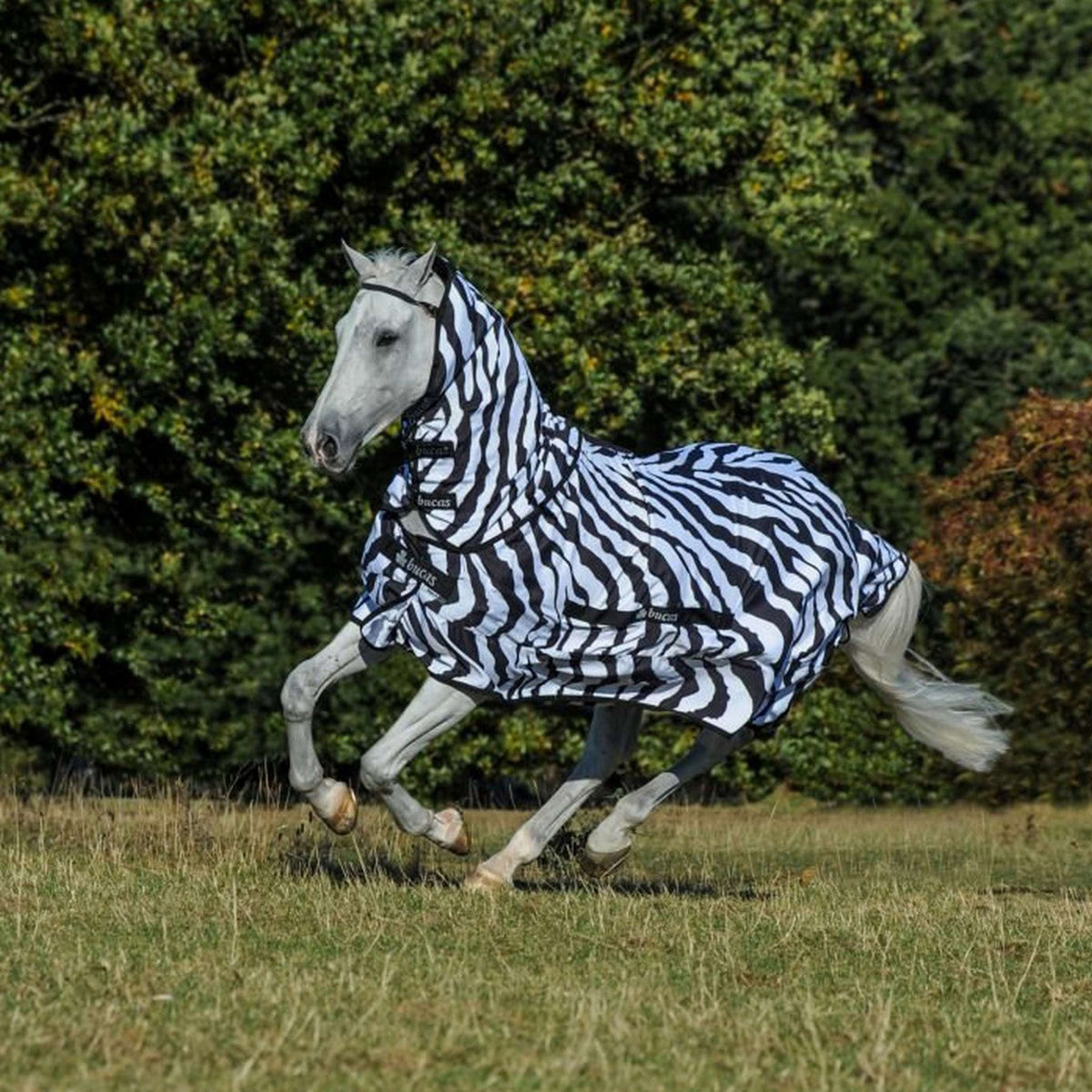 Bucas Eczema Blanket Sweet-itch Zebra