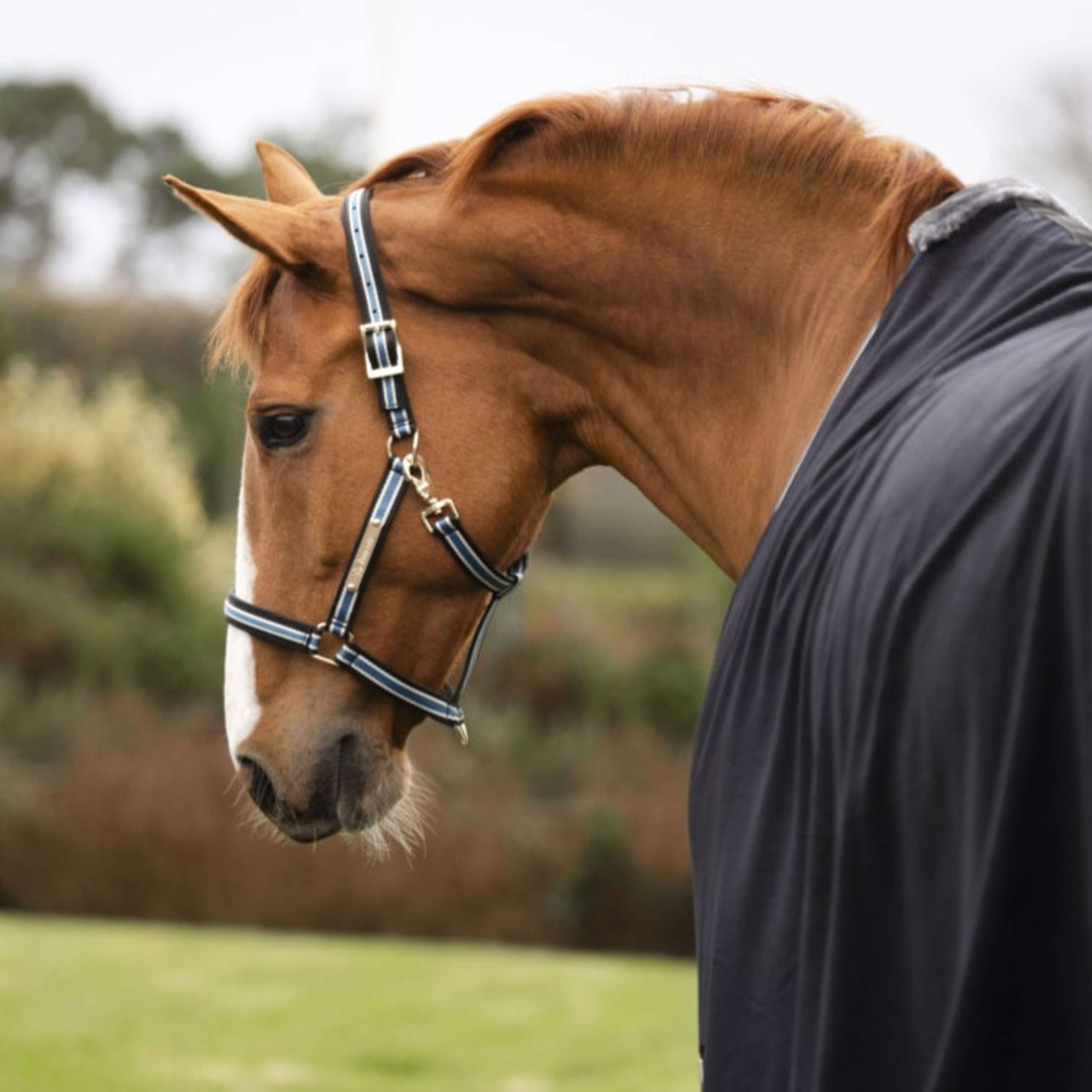 Bucas Anniversary Halter Dublin Sapphire