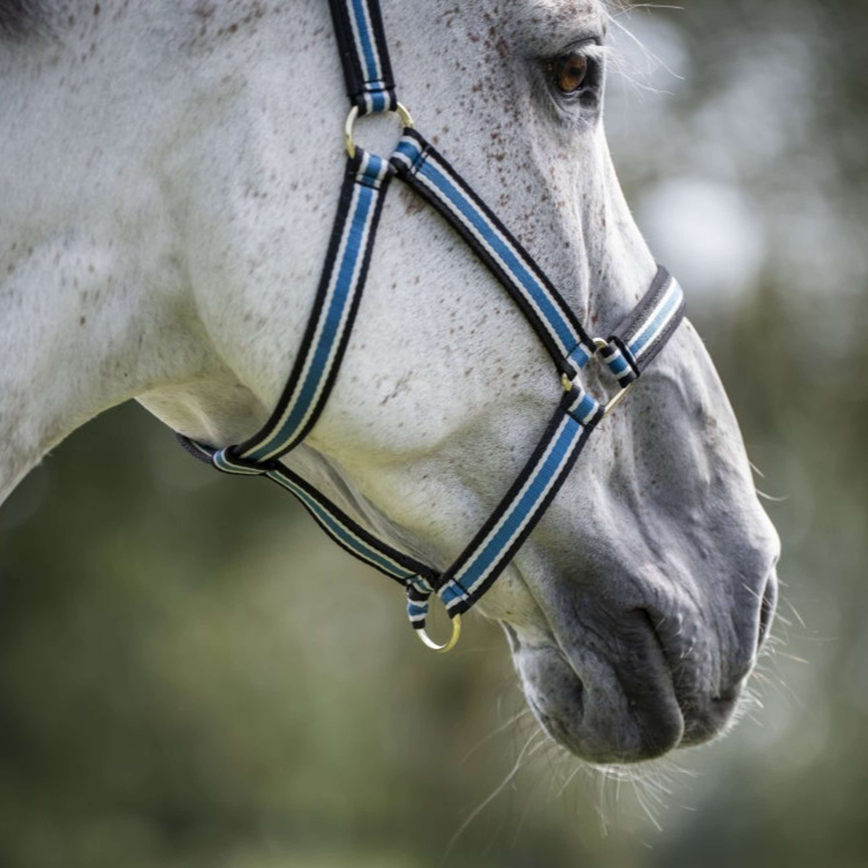 Bucas Anniversary Halter Dublin Sapphire