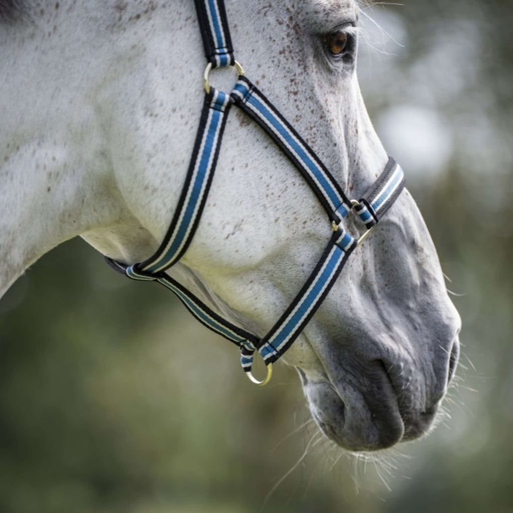 Bucas Anniversary Halter Dublin Sapphire
