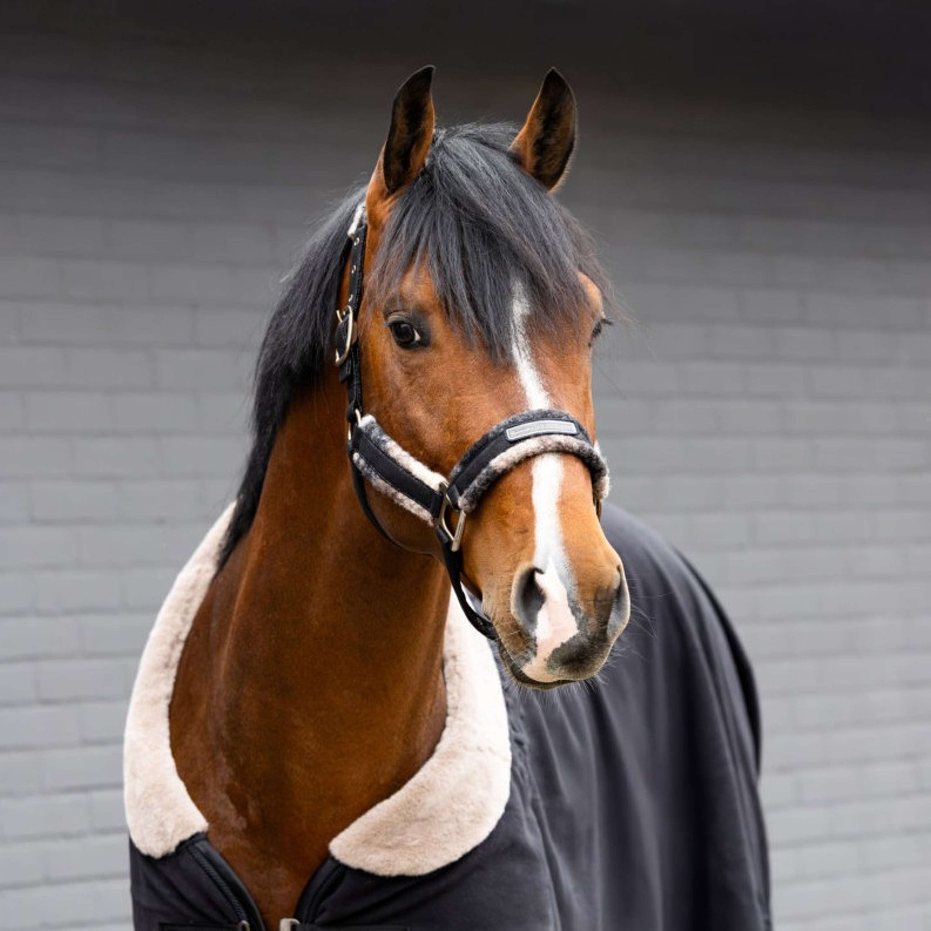 Cavallo Halter Cavallavi Check