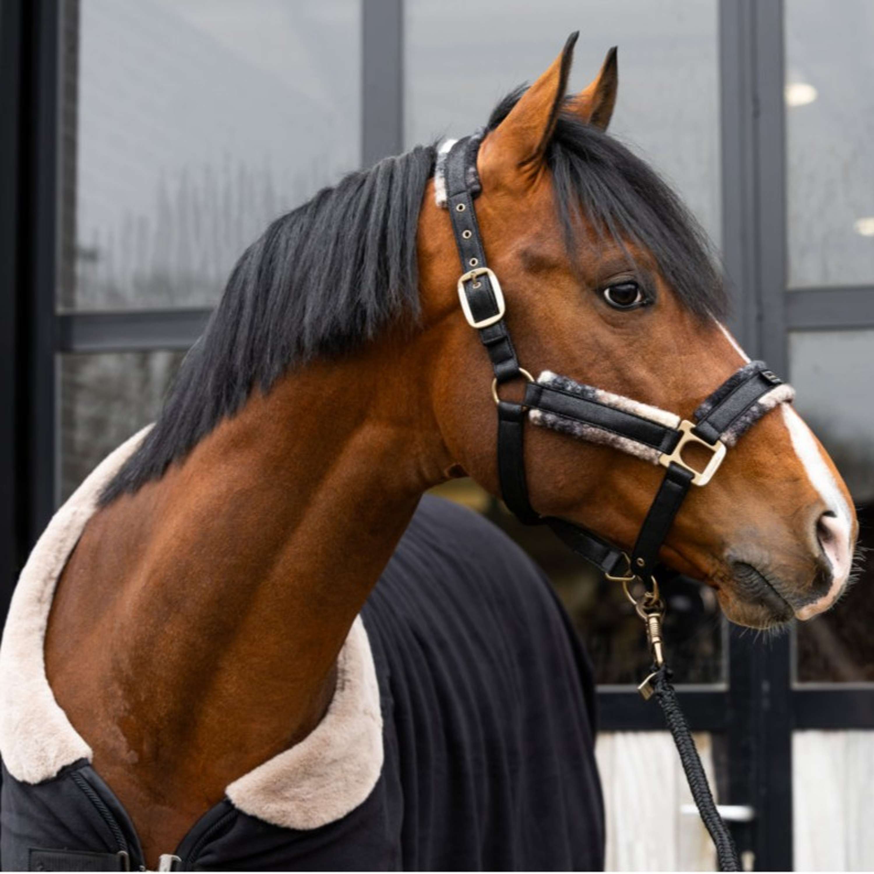 Cavallo Halter Cavallavi Check