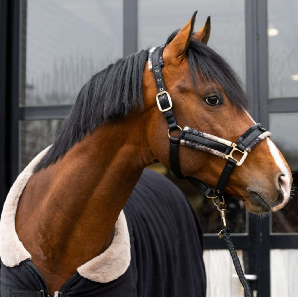 Cavallo Halter Cavallavi Check