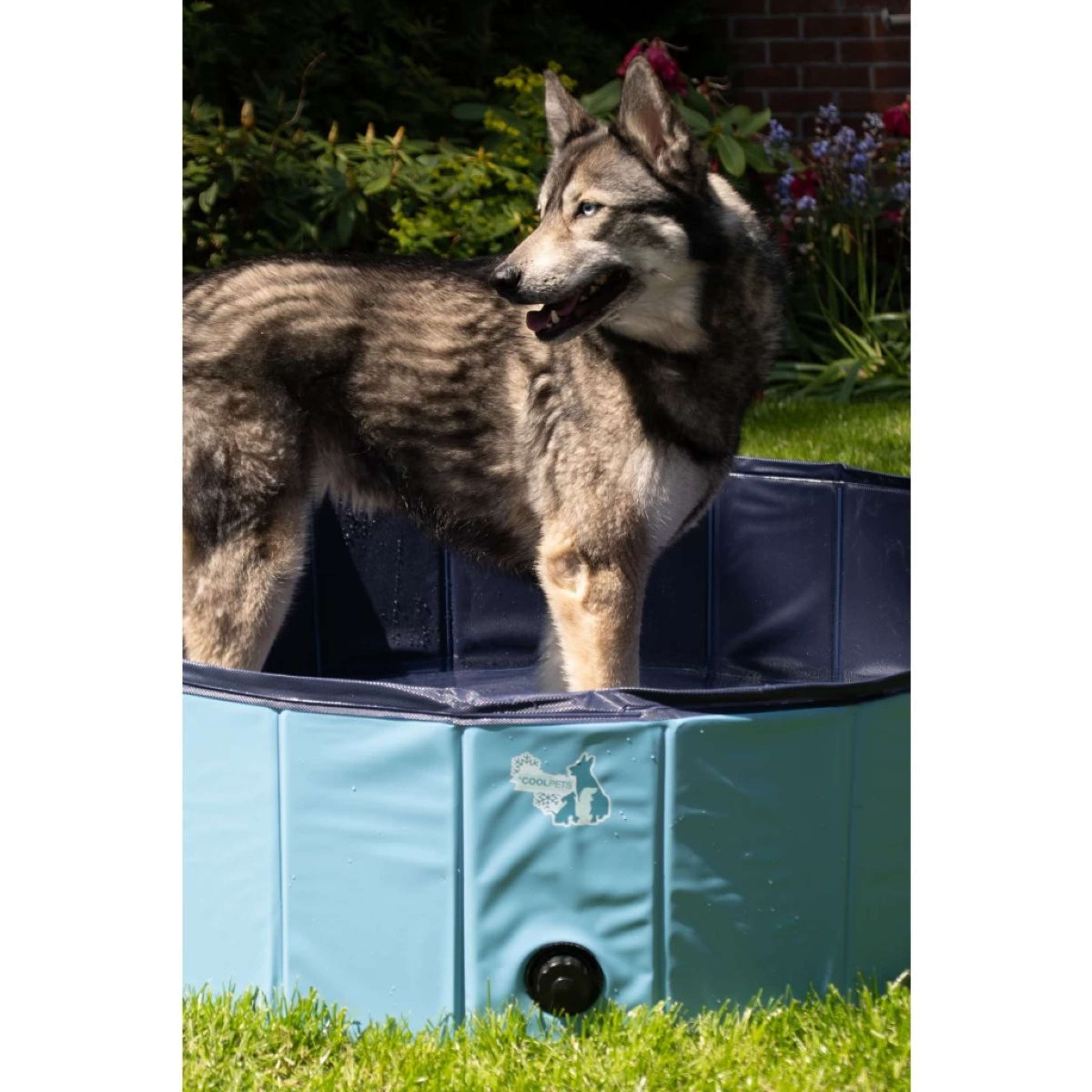 Coolpets Pool