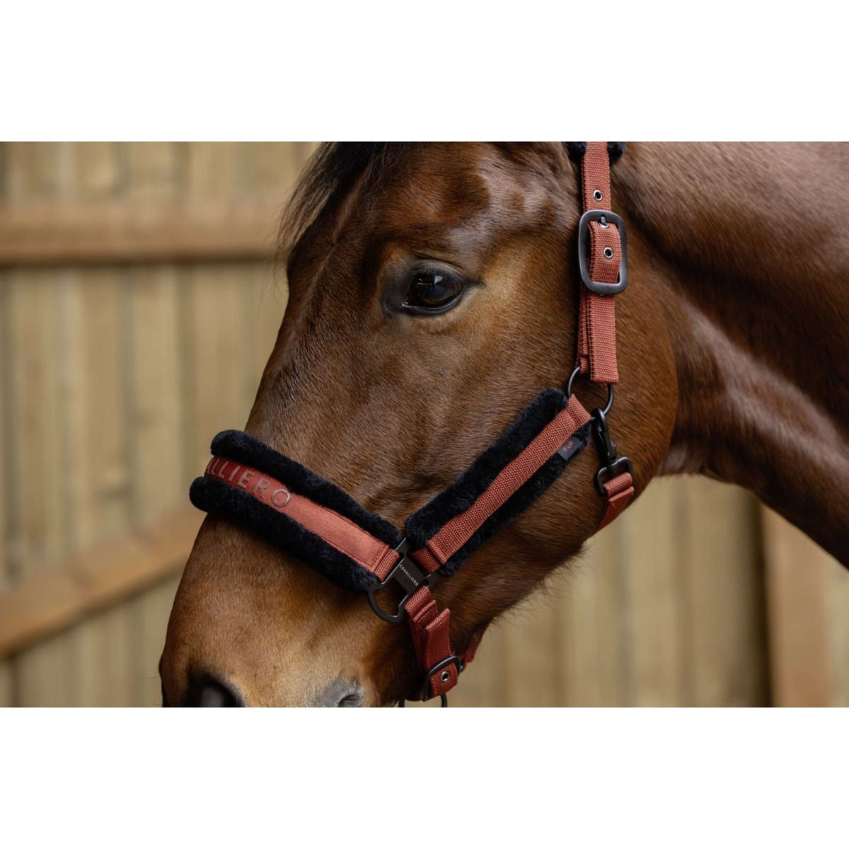 Covalliero Halter AW25 Rust