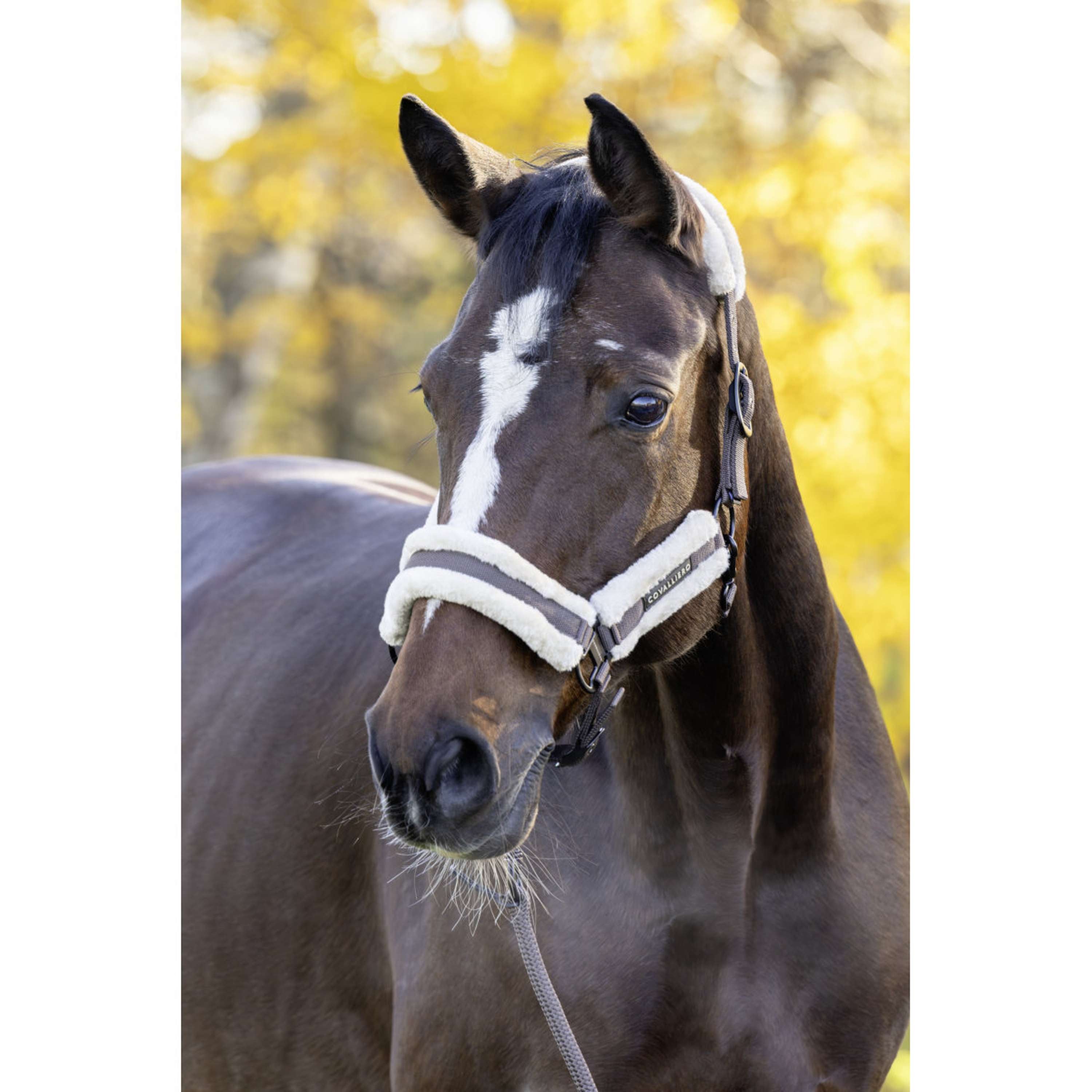 Covalliero Halter Soft AW26 Milky Chocolate