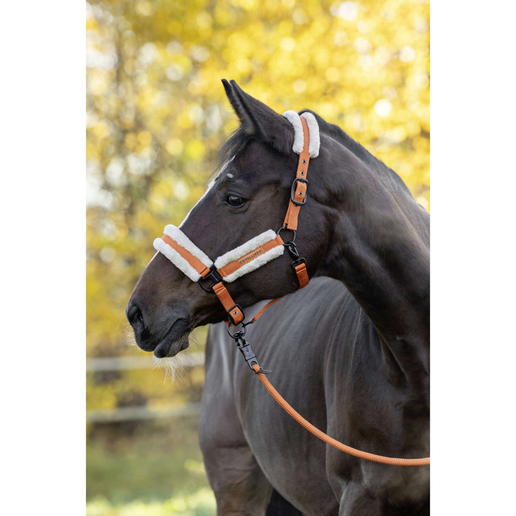 Covalliero Halter Soft AW26 Orange