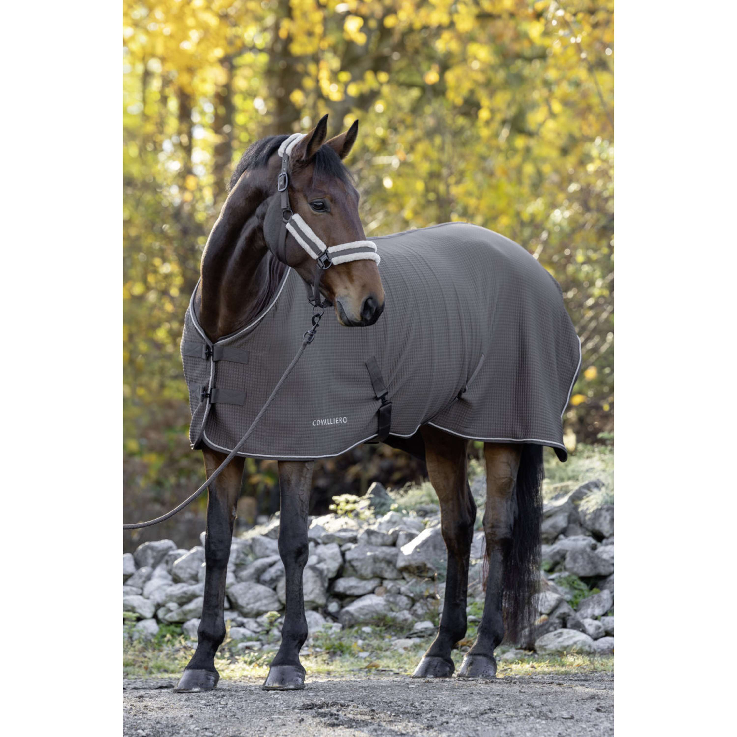 Covalliero Sweat Rug Premium AW26 Milky Chocolate