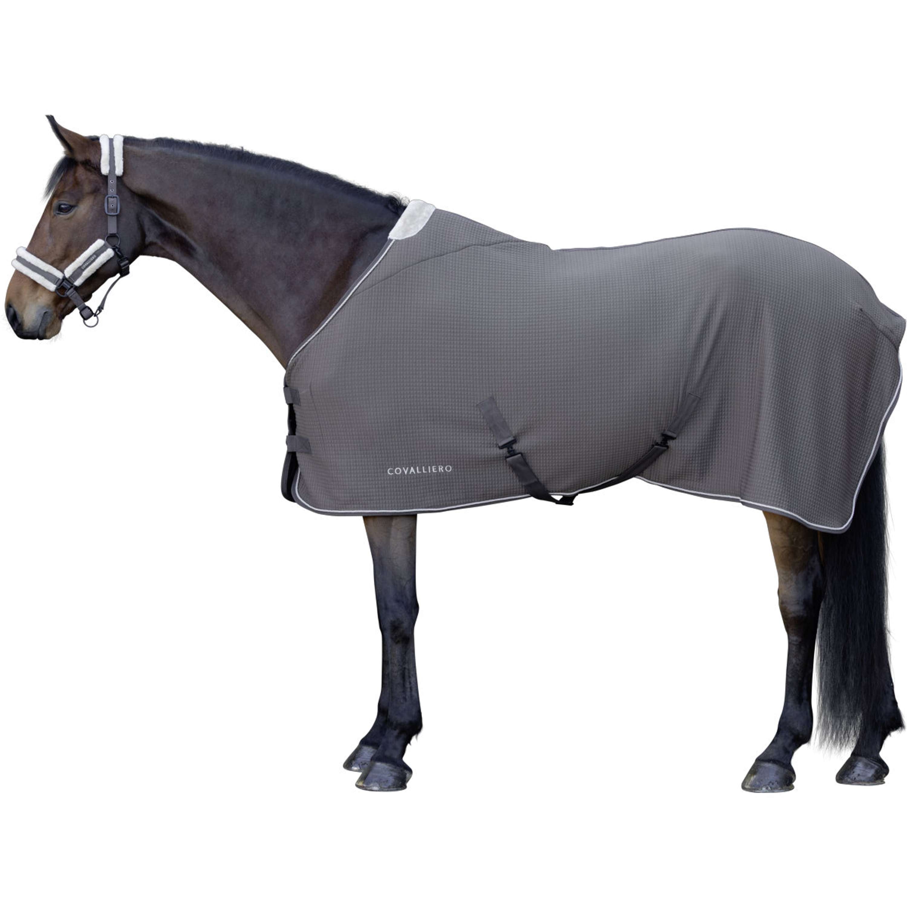 Covalliero Sweat Rug Premium AW26 Milky Chocolate