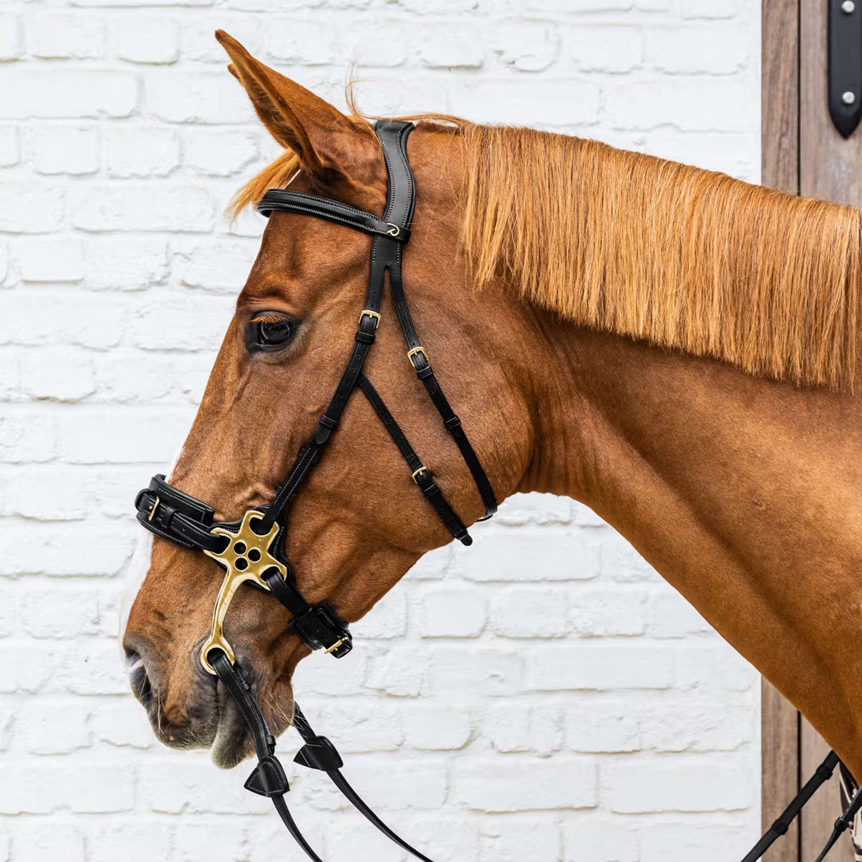 Dyon Bridle Hackamore Black