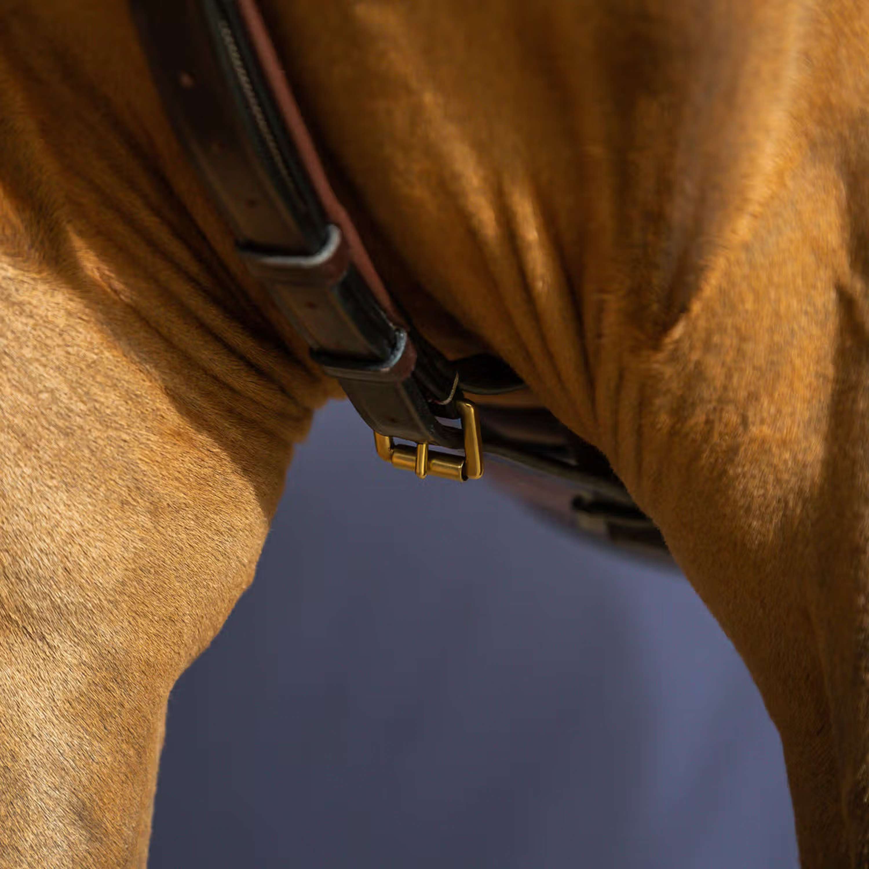 Dyon Martingale Yoke Brown