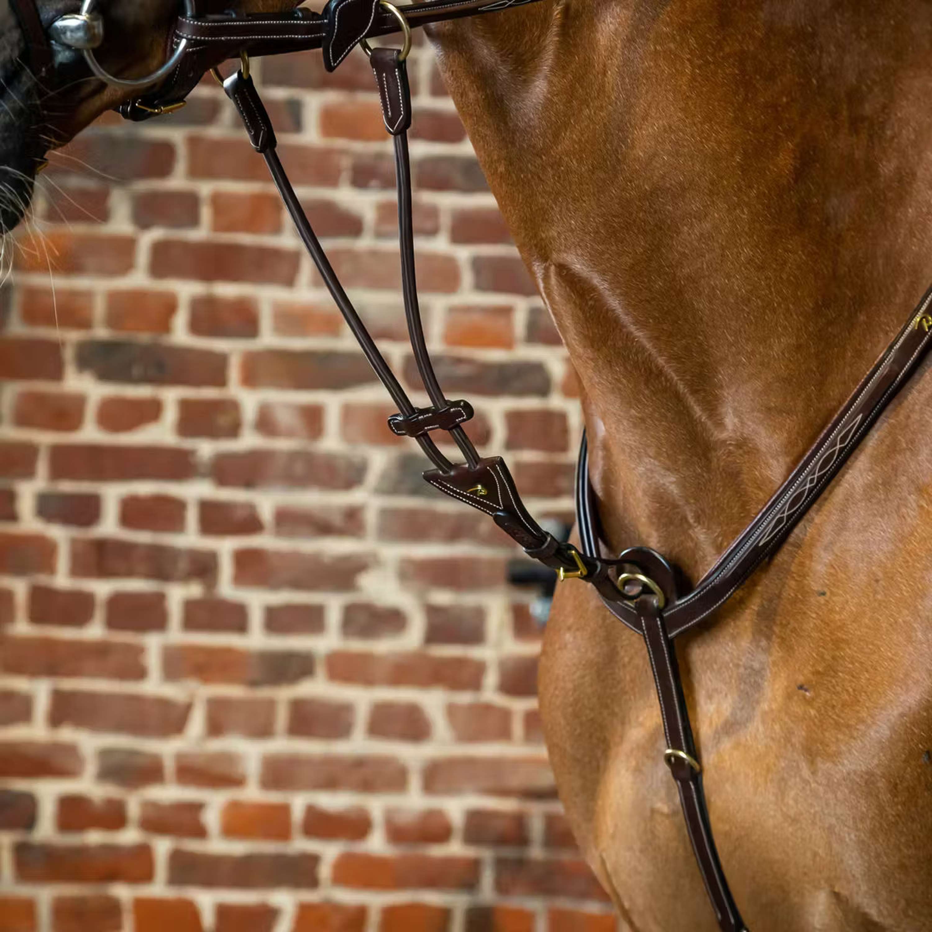 Dyon Chest Harness Martingale Brown