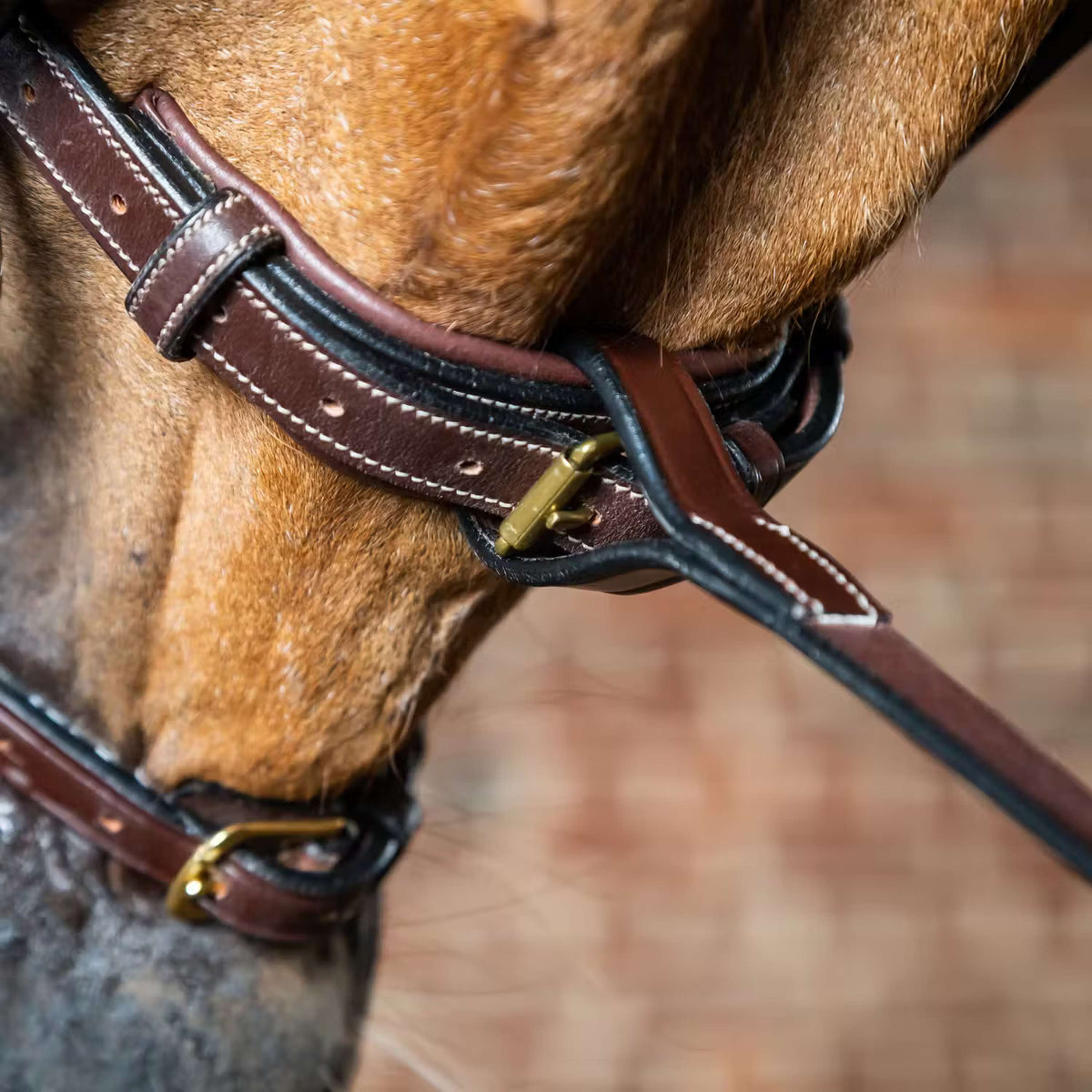 Dyon Chest Harness Martingale Standing Brown