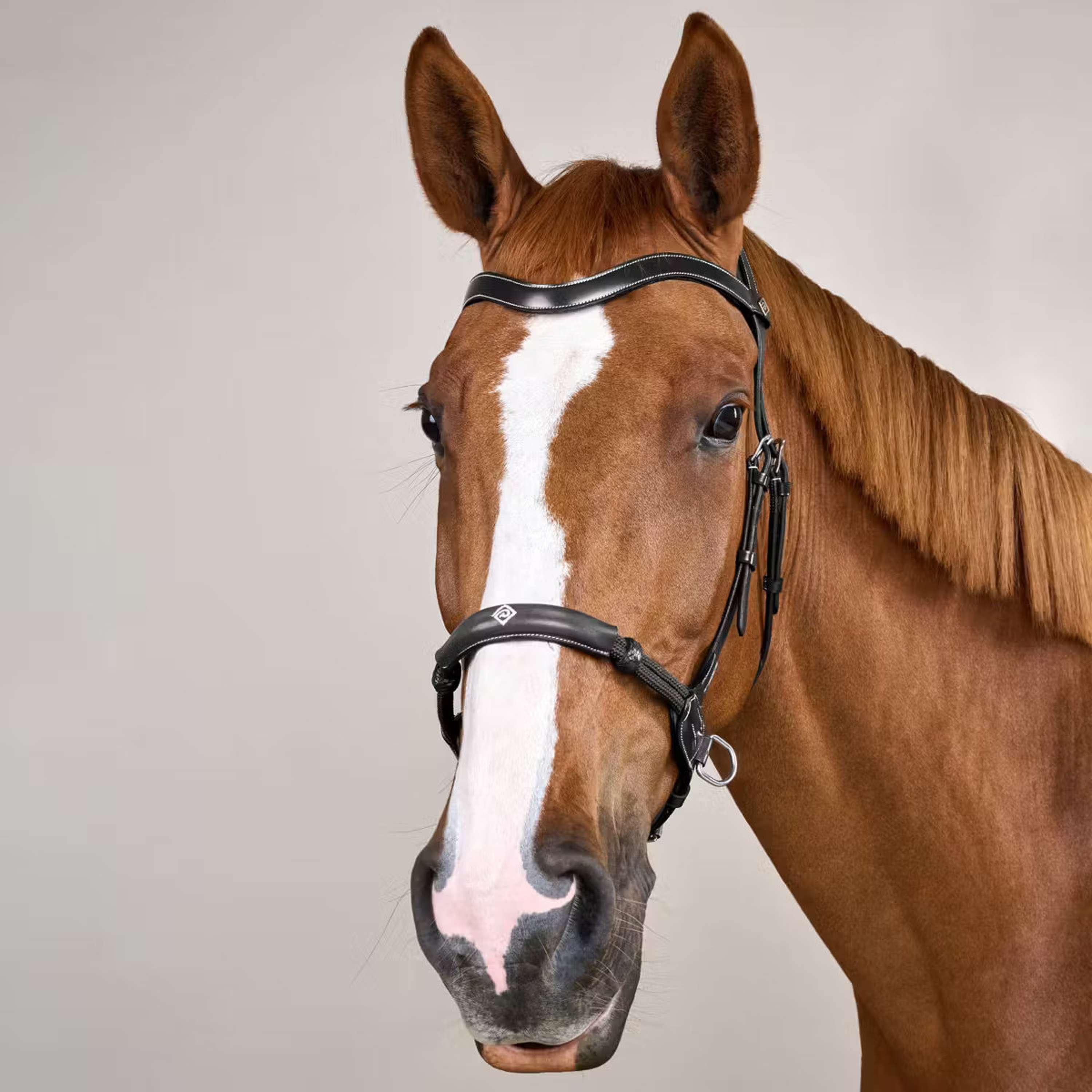 Dyon Bitless Bridle Black