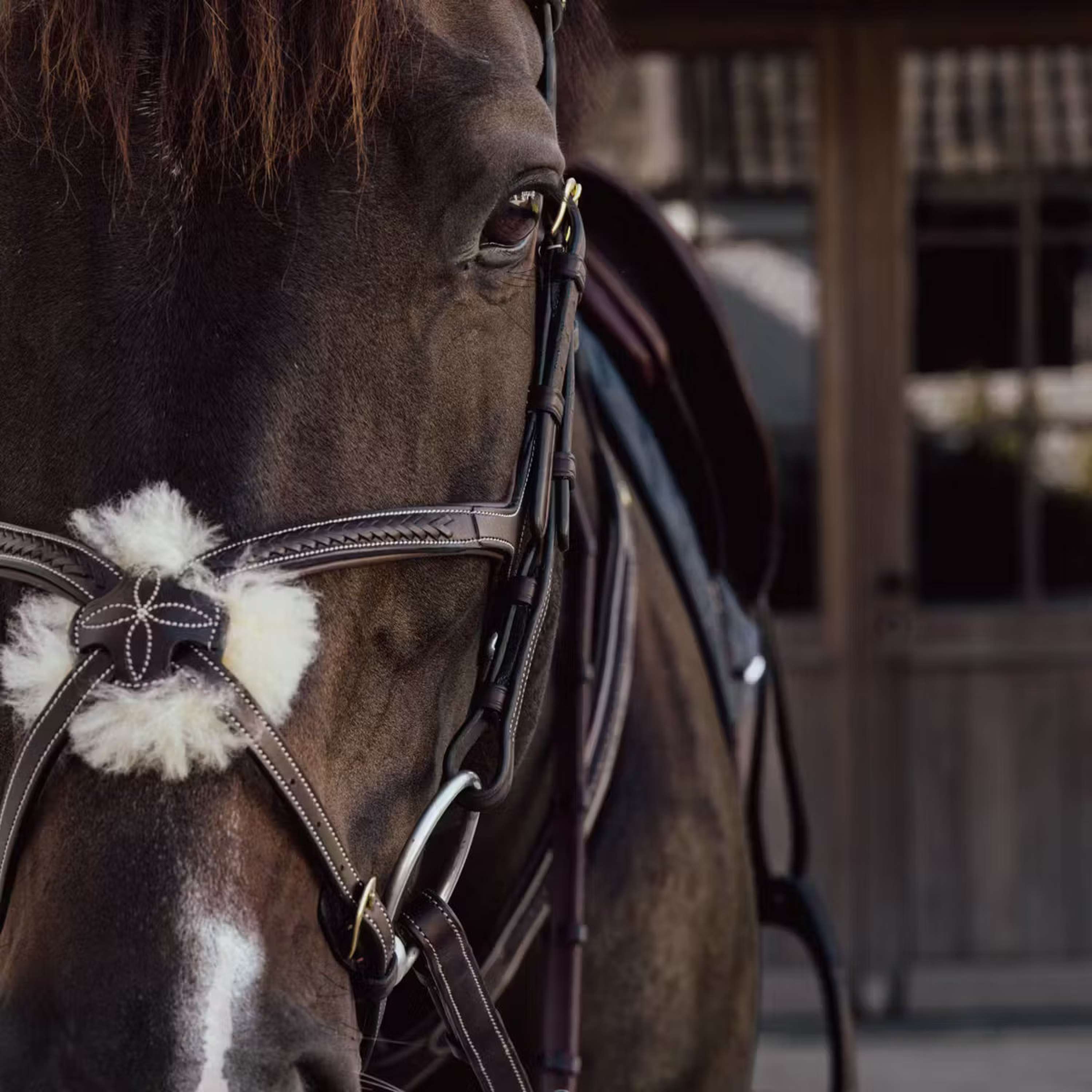 Dyon Mexican Noseband Woven Brown