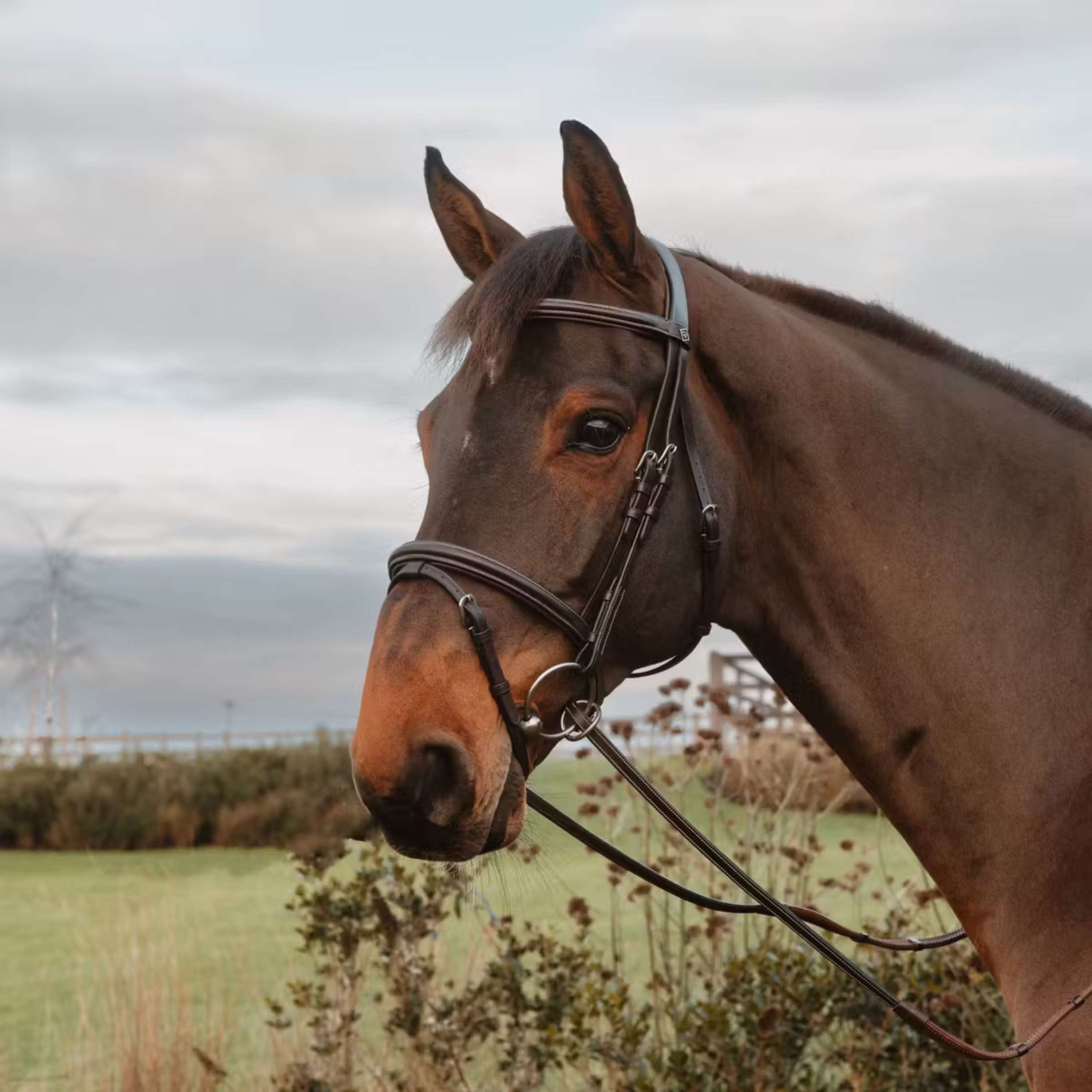 Dyon Reins 1/2 7 Stops Ring closure Brown