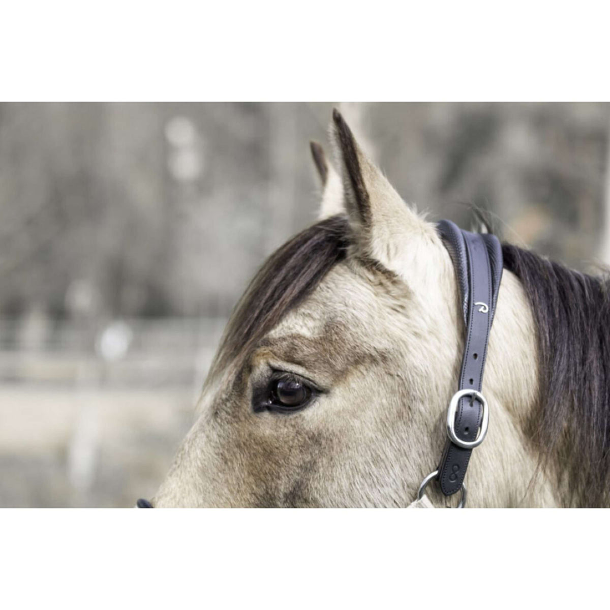 Dyon Head Collar La Cense Regular Nylon Black