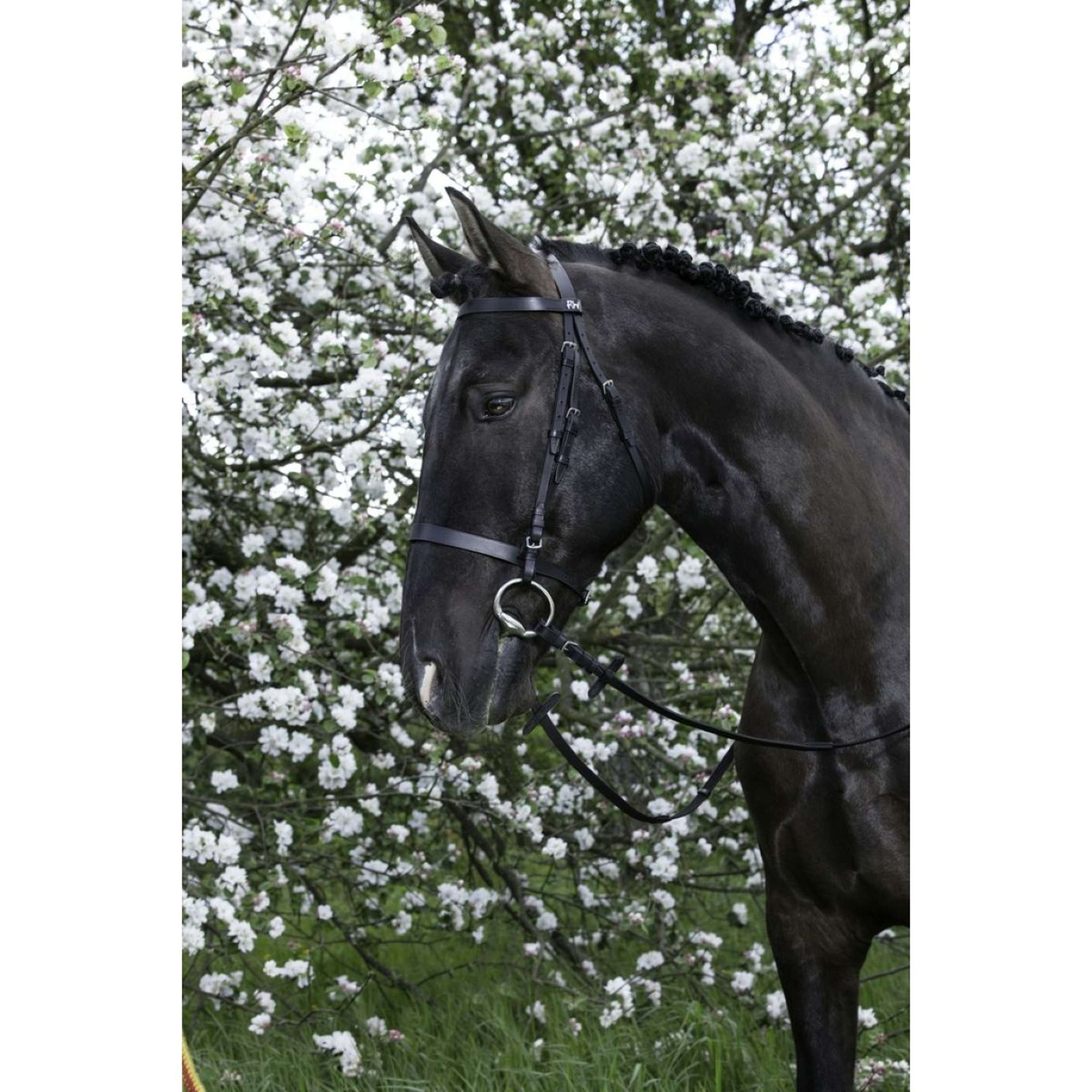 Riding World Bridle Muserolle Fraincaise Black Riding World Bridle Muserolle Fraincaise Black