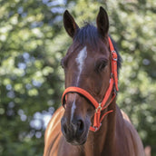 Norton Halter Fluo Raised Orange