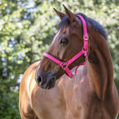 Norton Halter Fluo Raised Pink