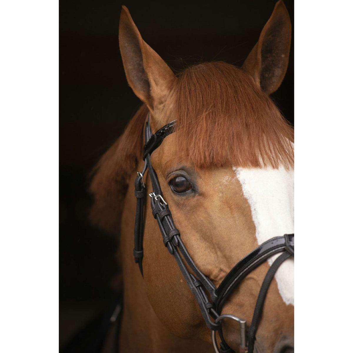 Pénélope Bridle Oxford Performance Black