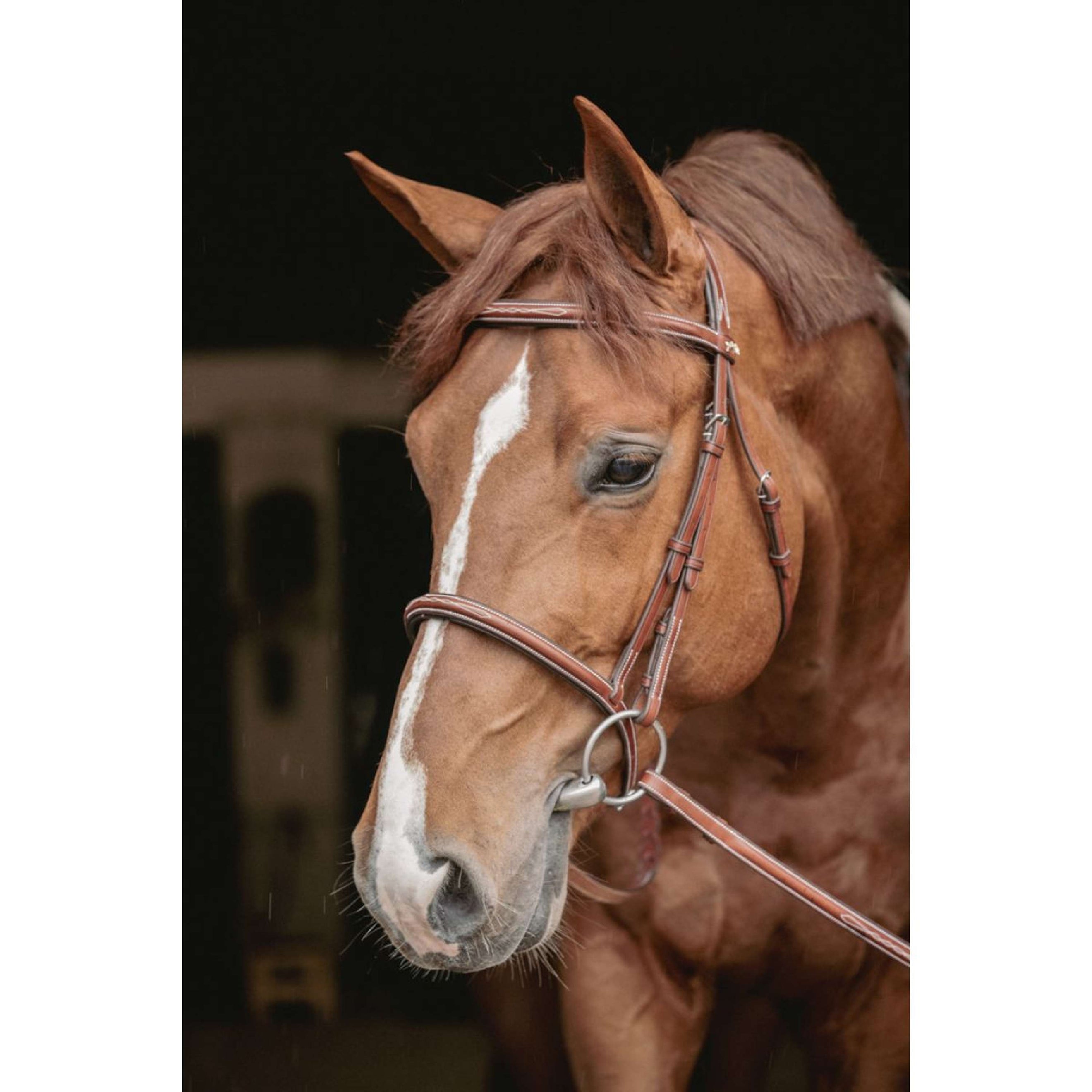 Pénélope Bridle Hunter US Hazelnut/Havana