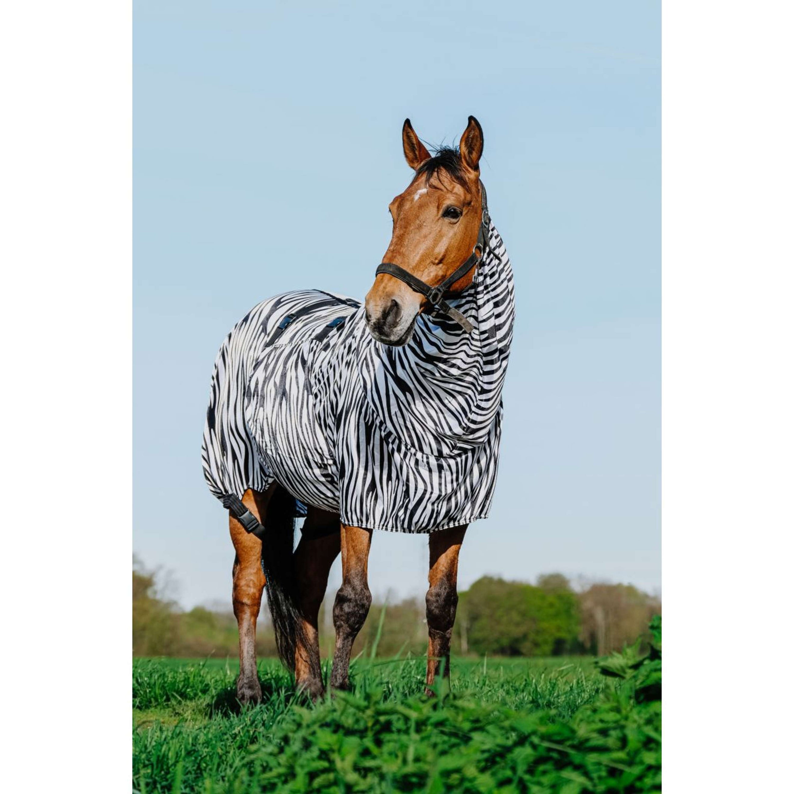 Riding World Eczema Rug Zebra