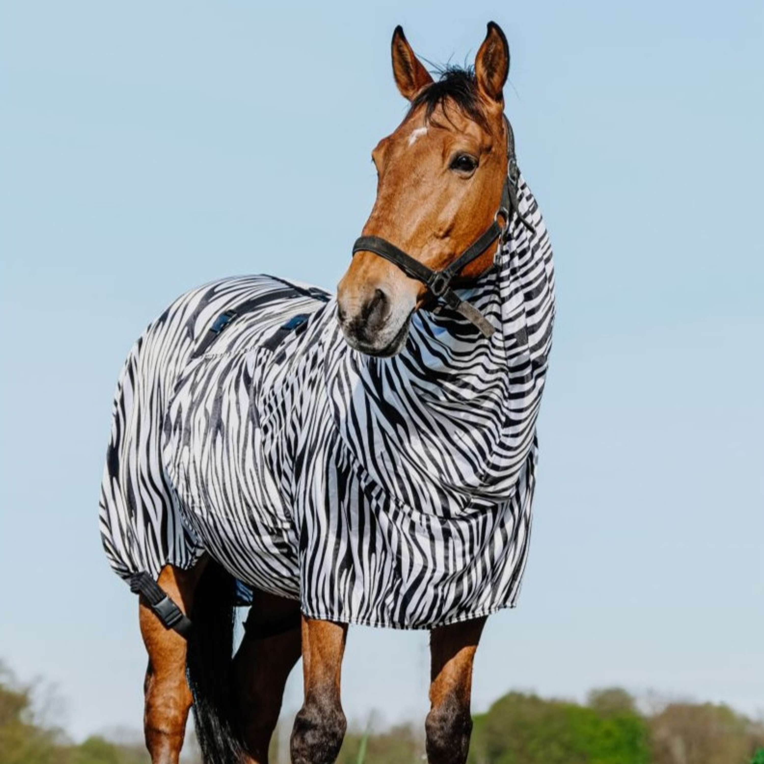 Riding World Eczema Rug Zebra